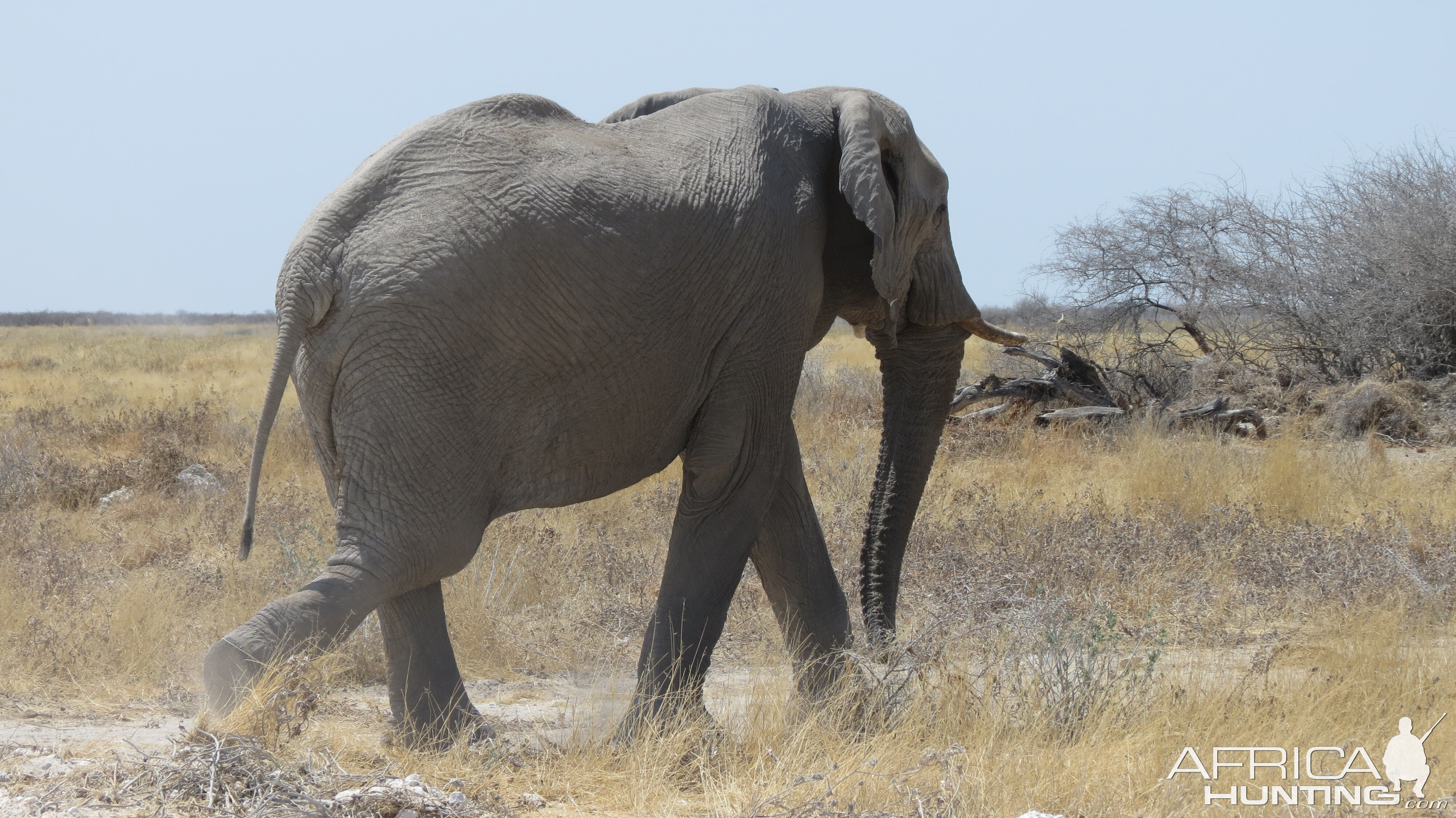 Elephant at Etosha National Park