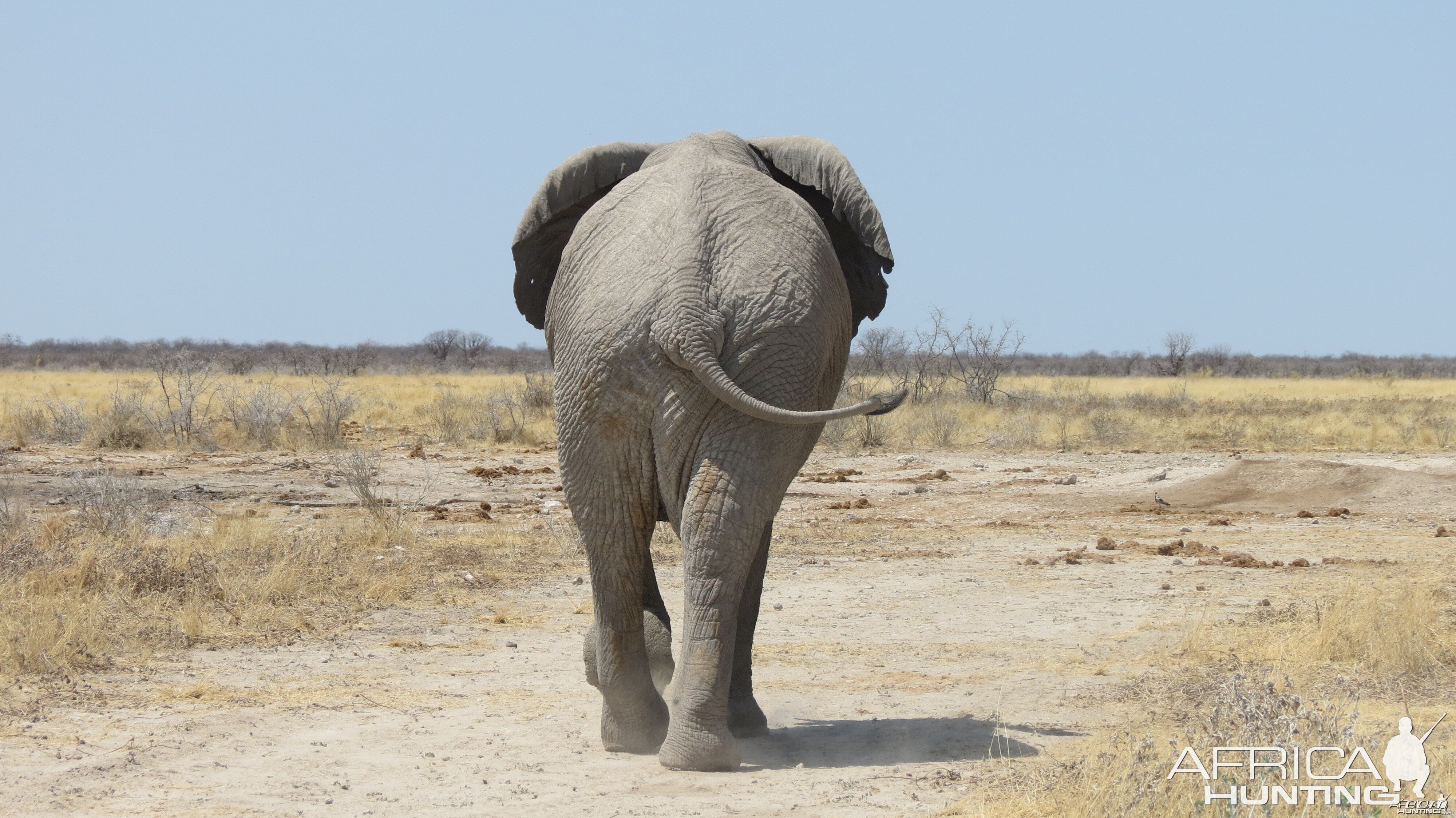 Elephant at Etosha National Park