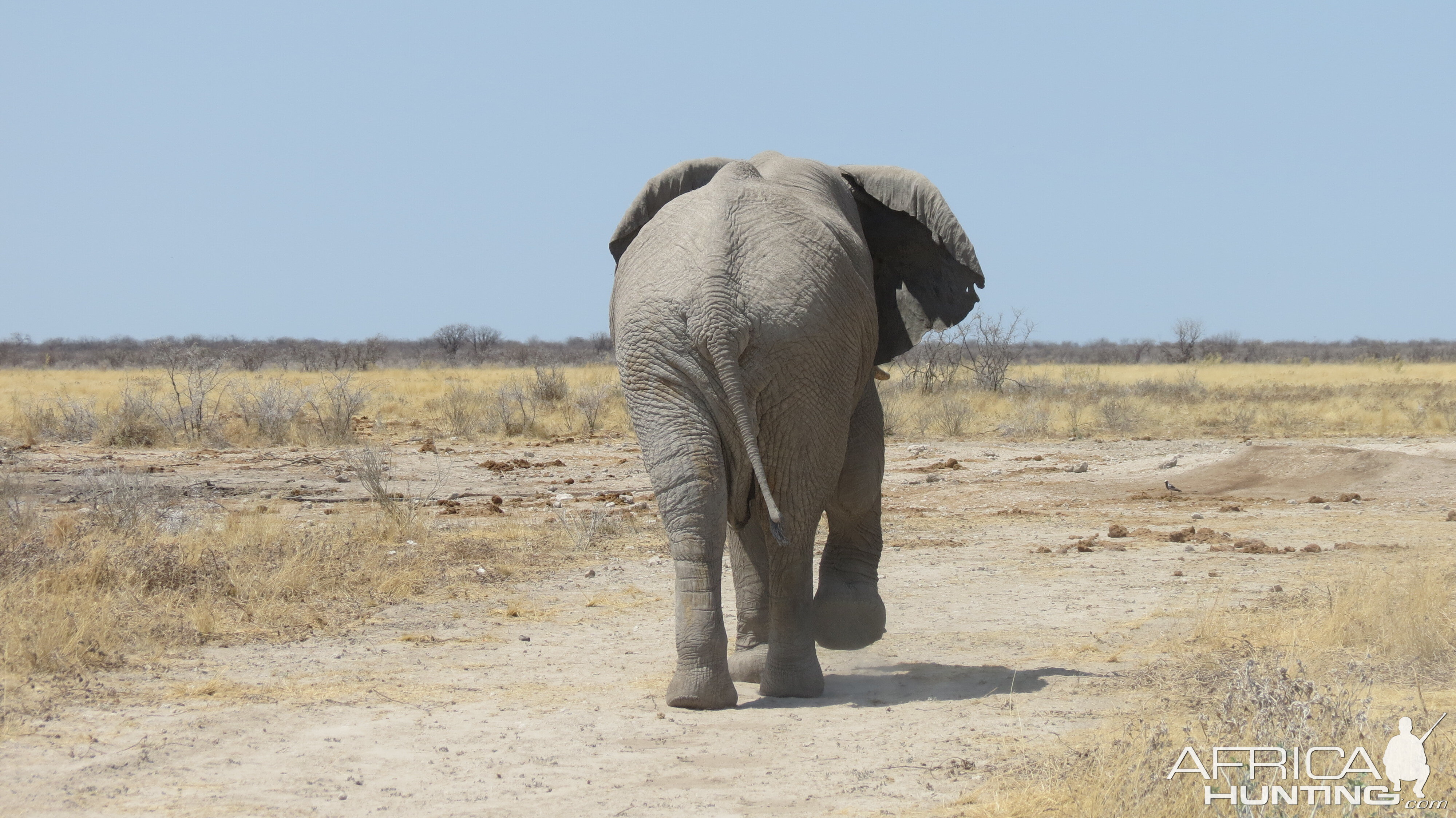 Elephant at Etosha National Park