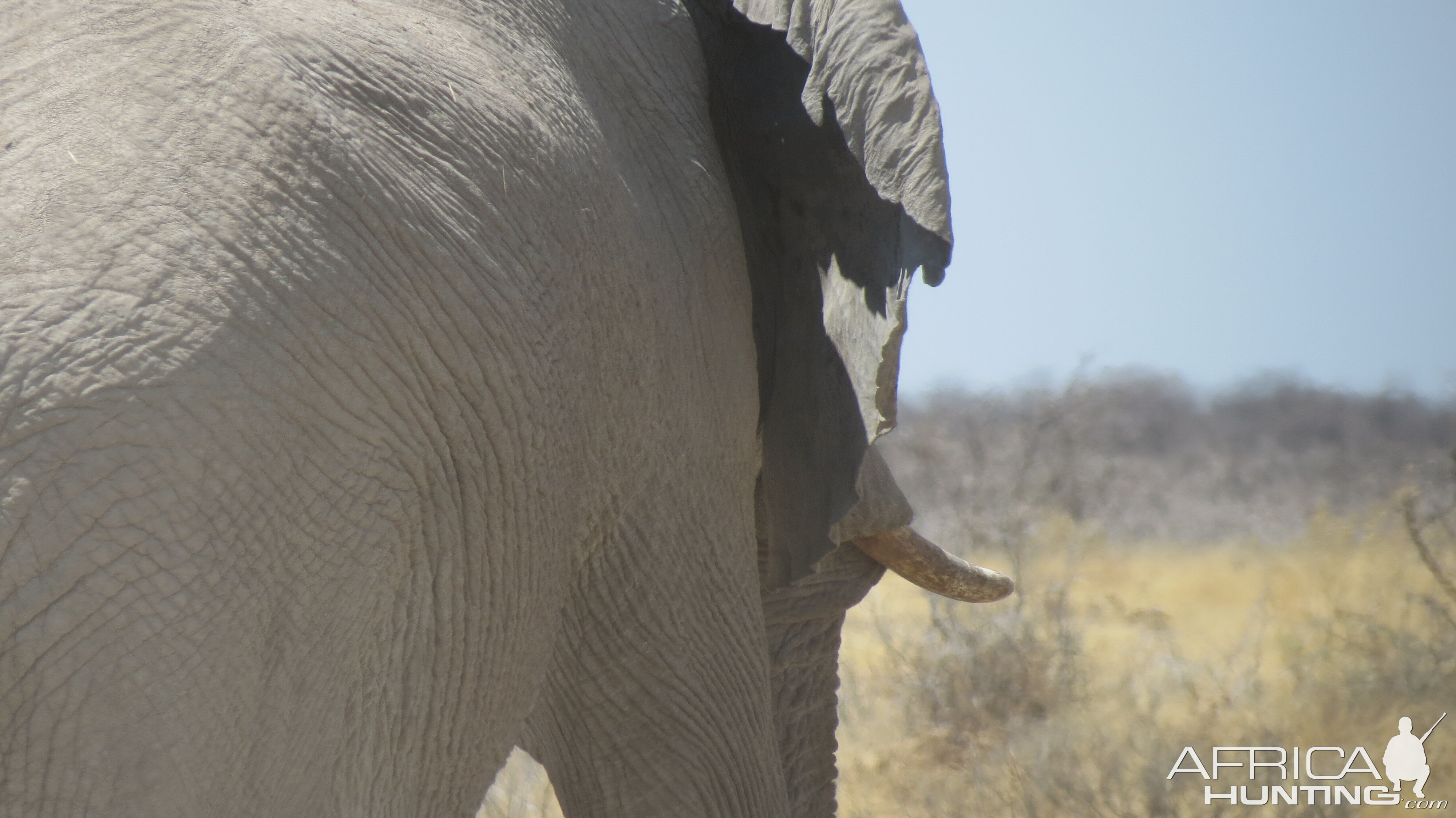 Elephant at Etosha National Park