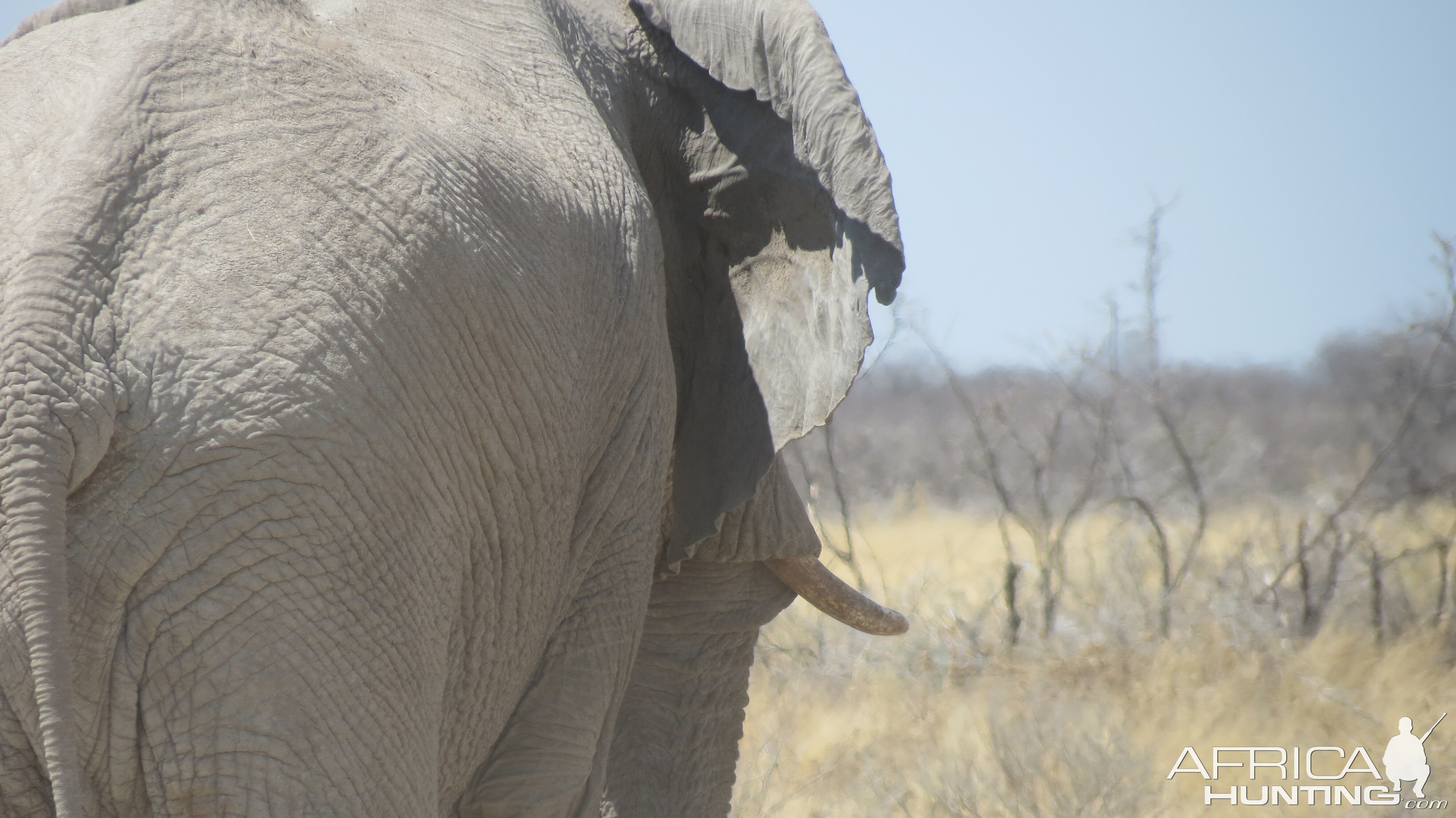 Elephant at Etosha National Park