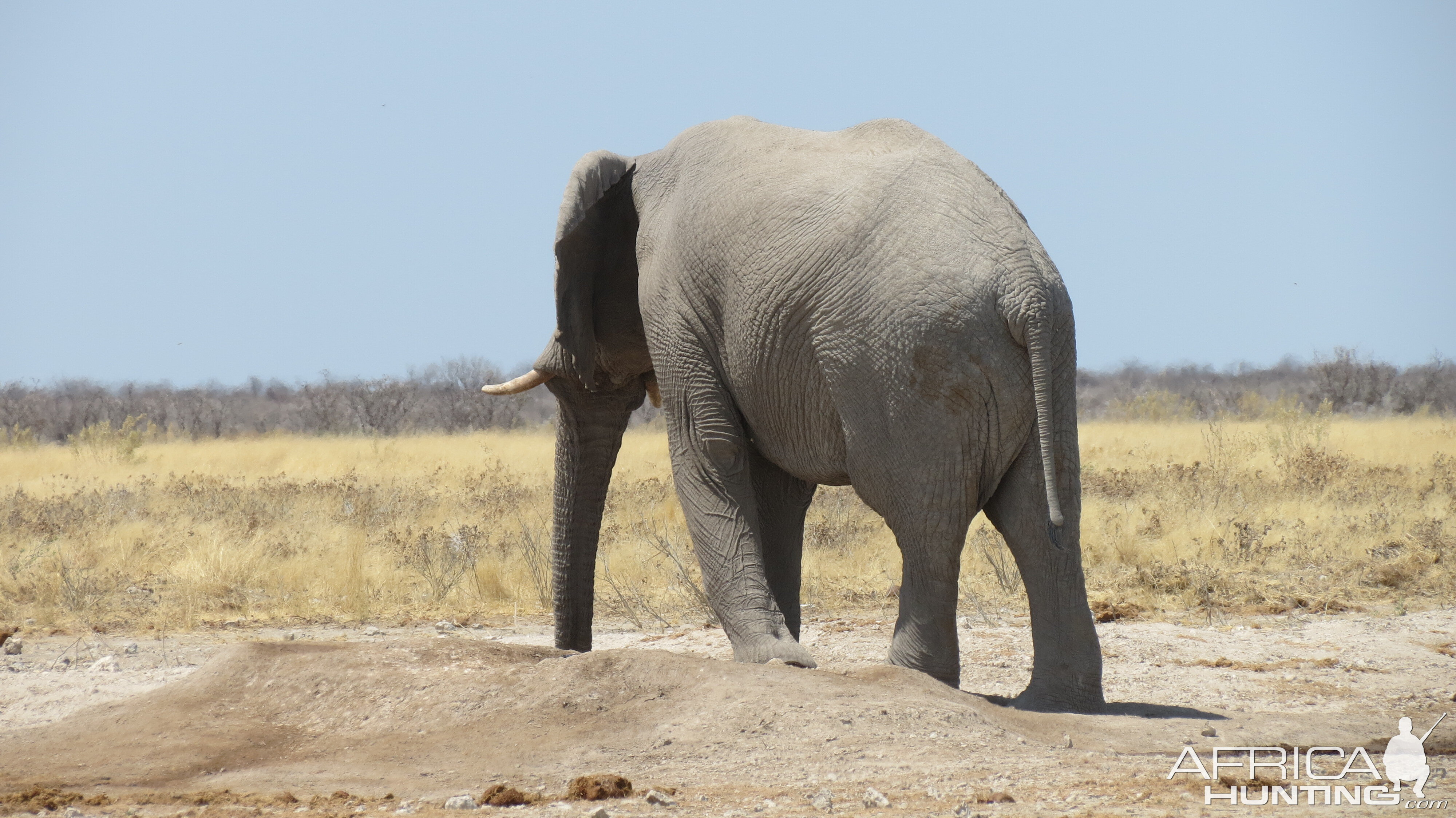 Elephant at Etosha National Park