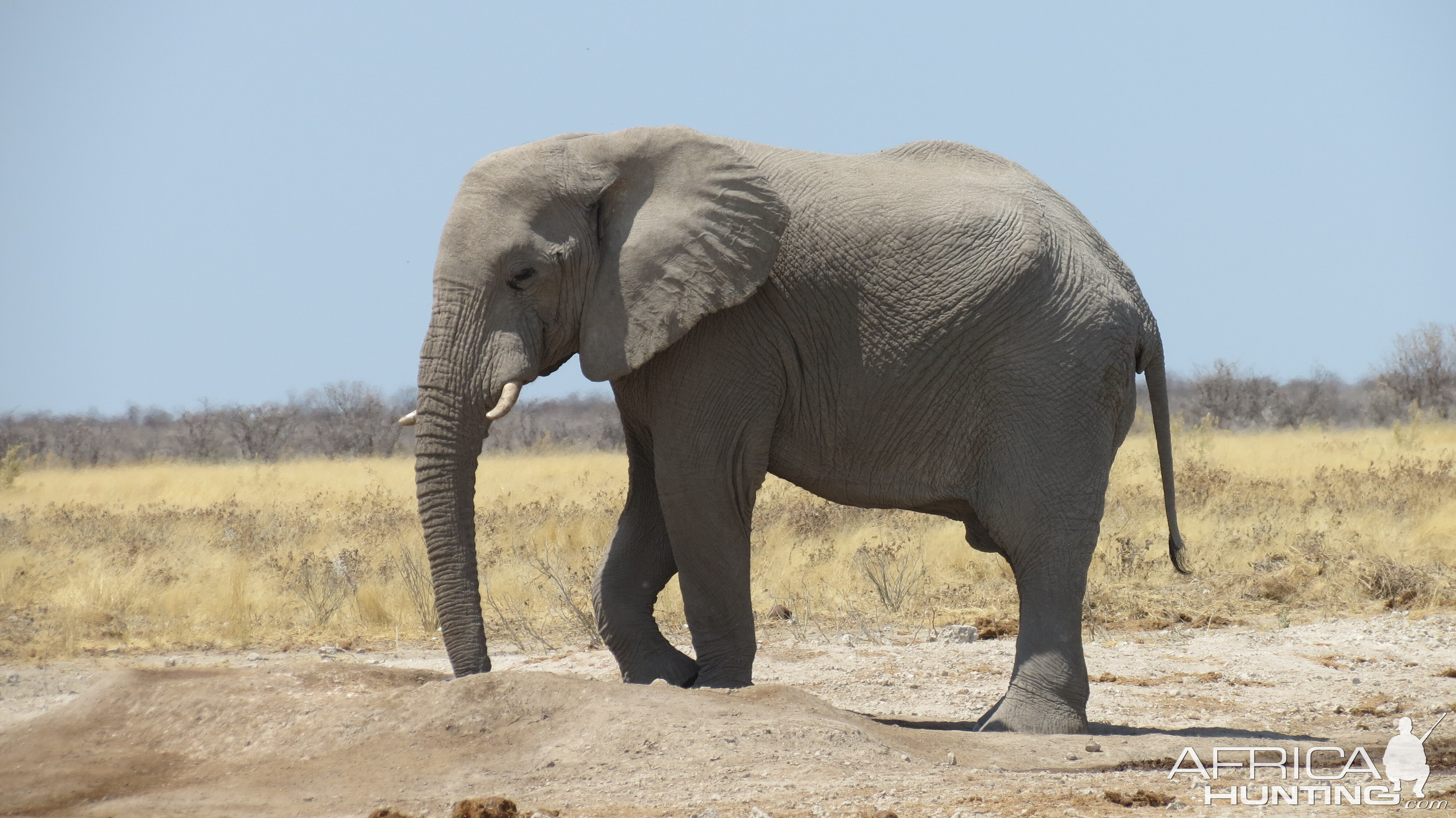 Elephant at Etosha National Park