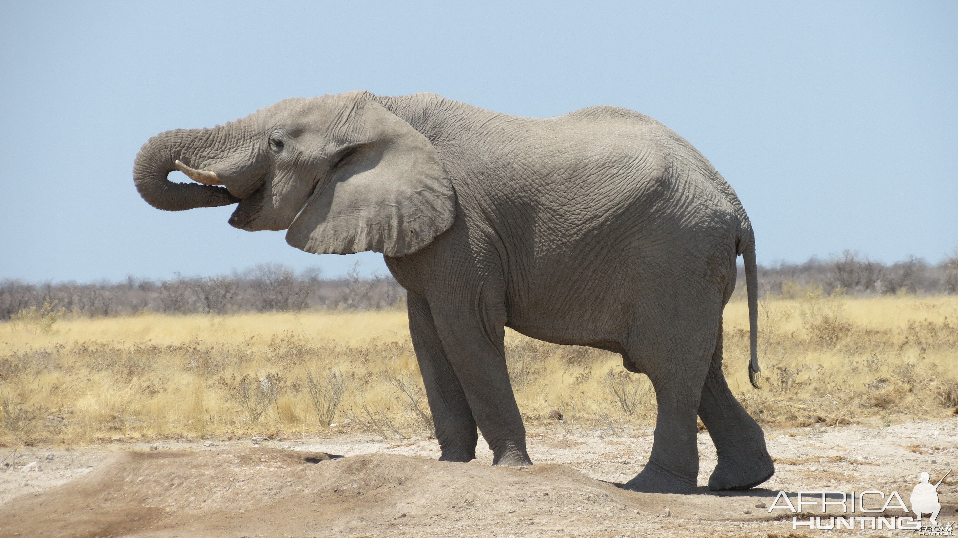 Elephant at Etosha National Park