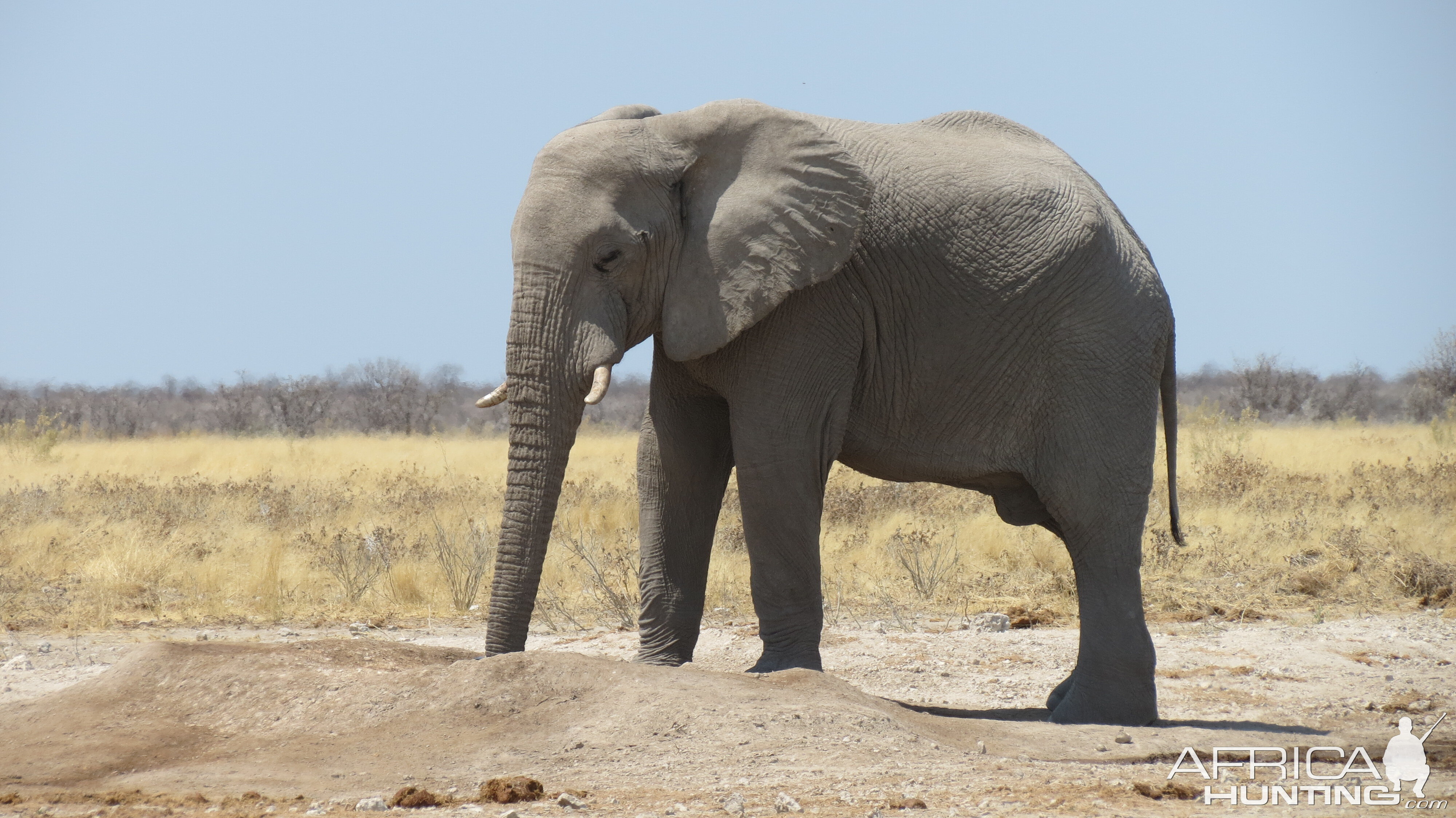 Elephant at Etosha National Park