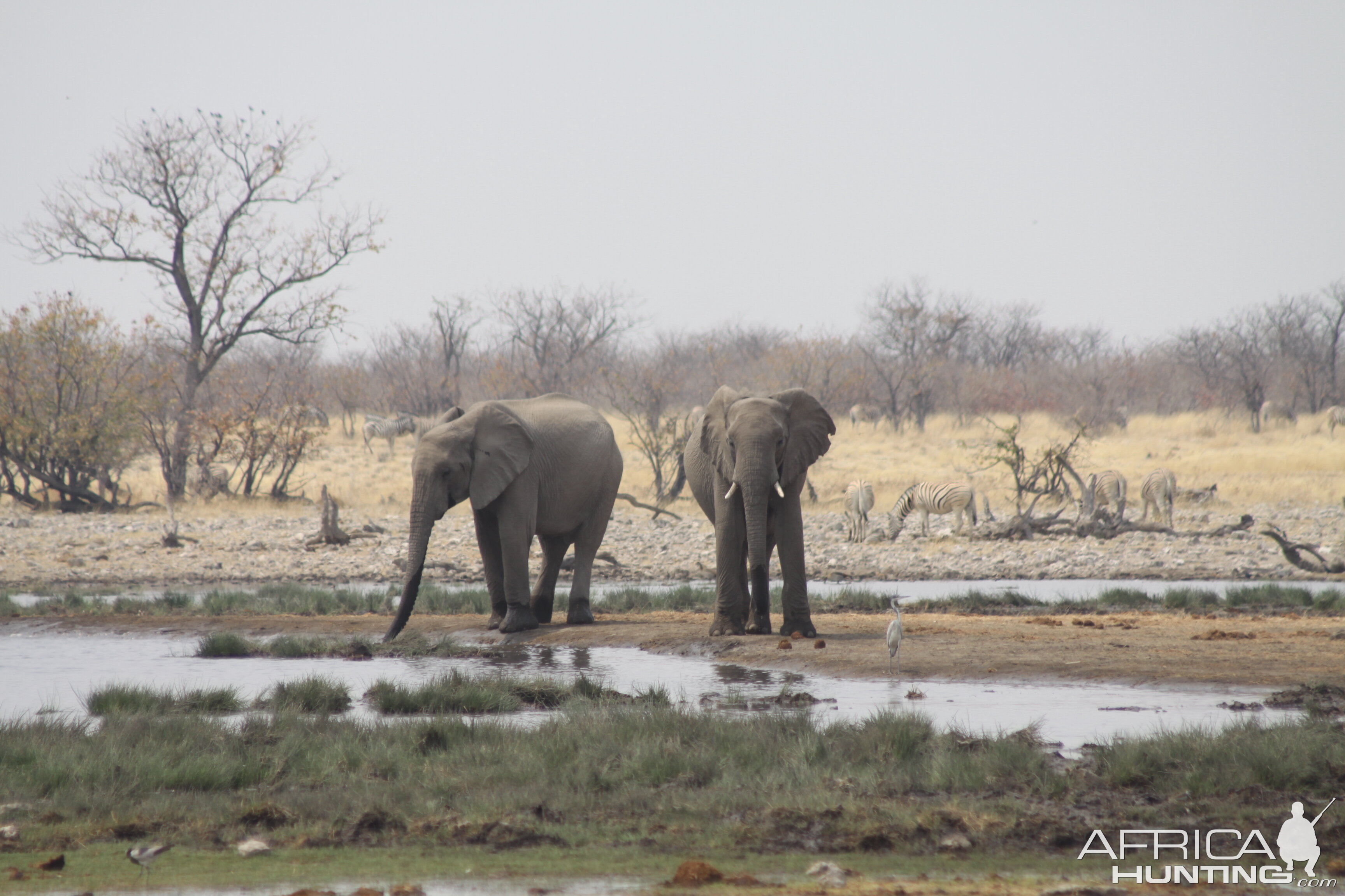 Elephant at Etosha National Park