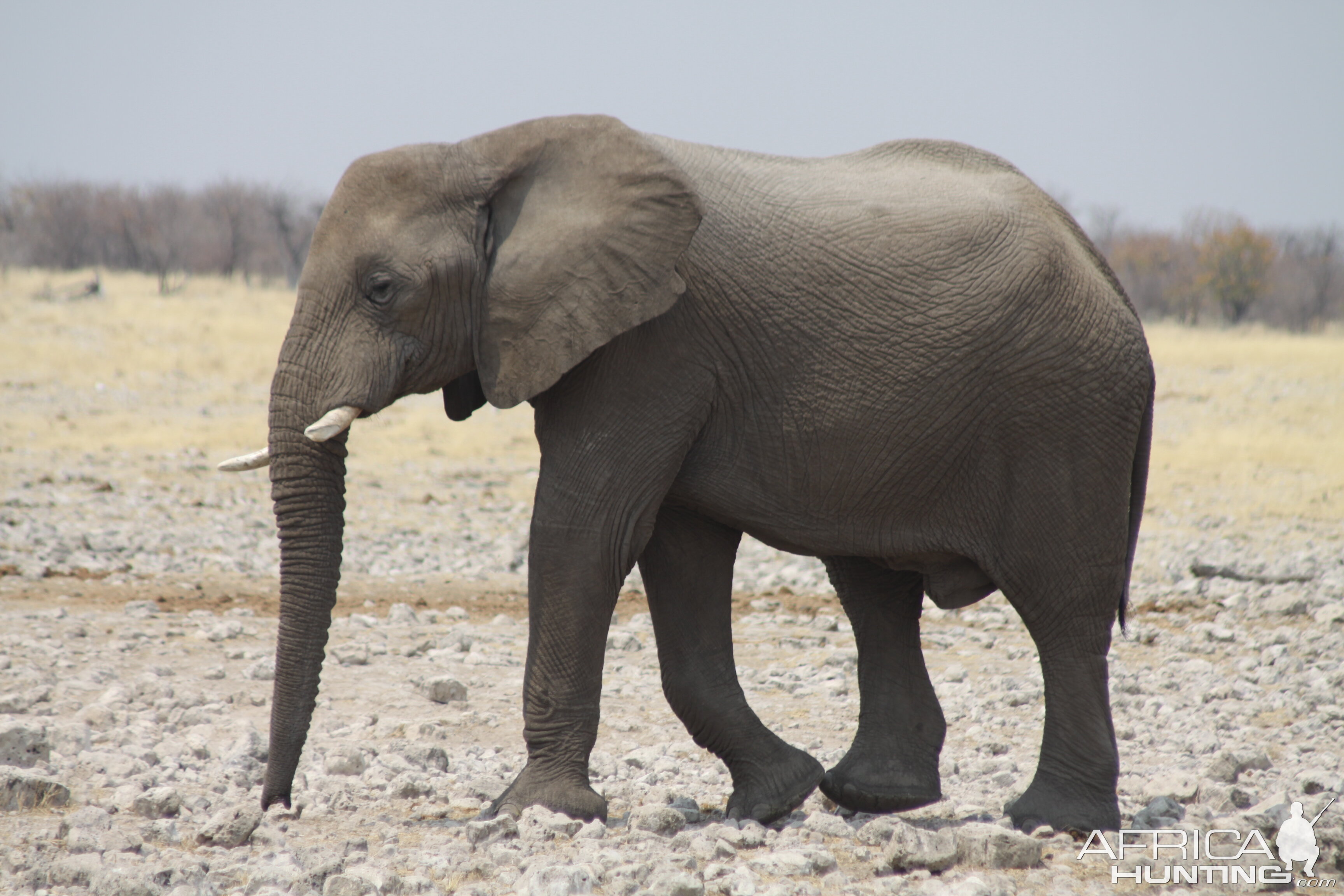 Elephant at Etosha National Park