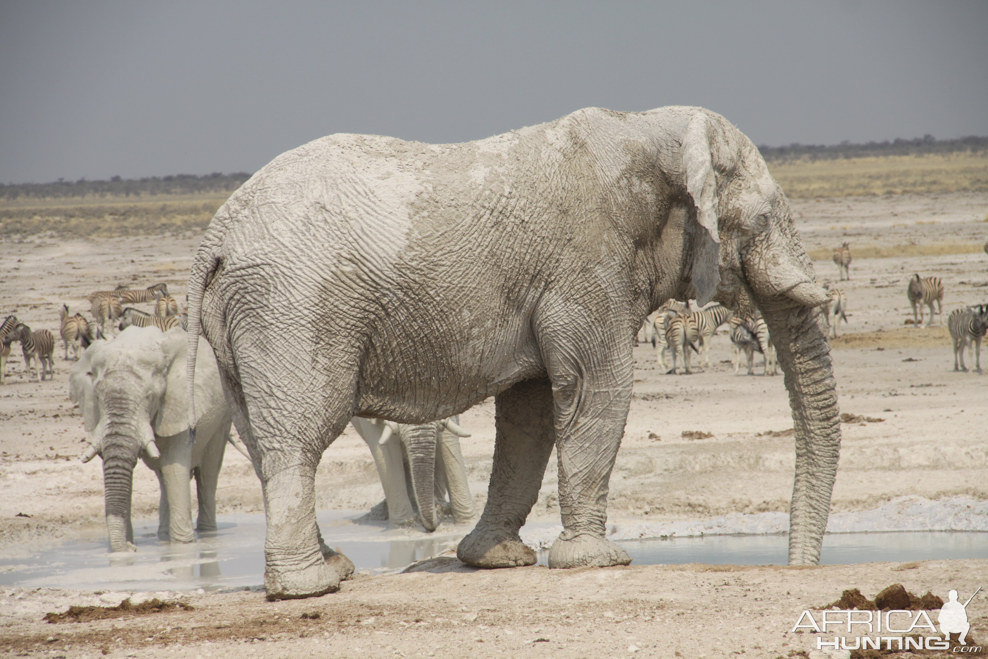 Elephant at Etosha National Park