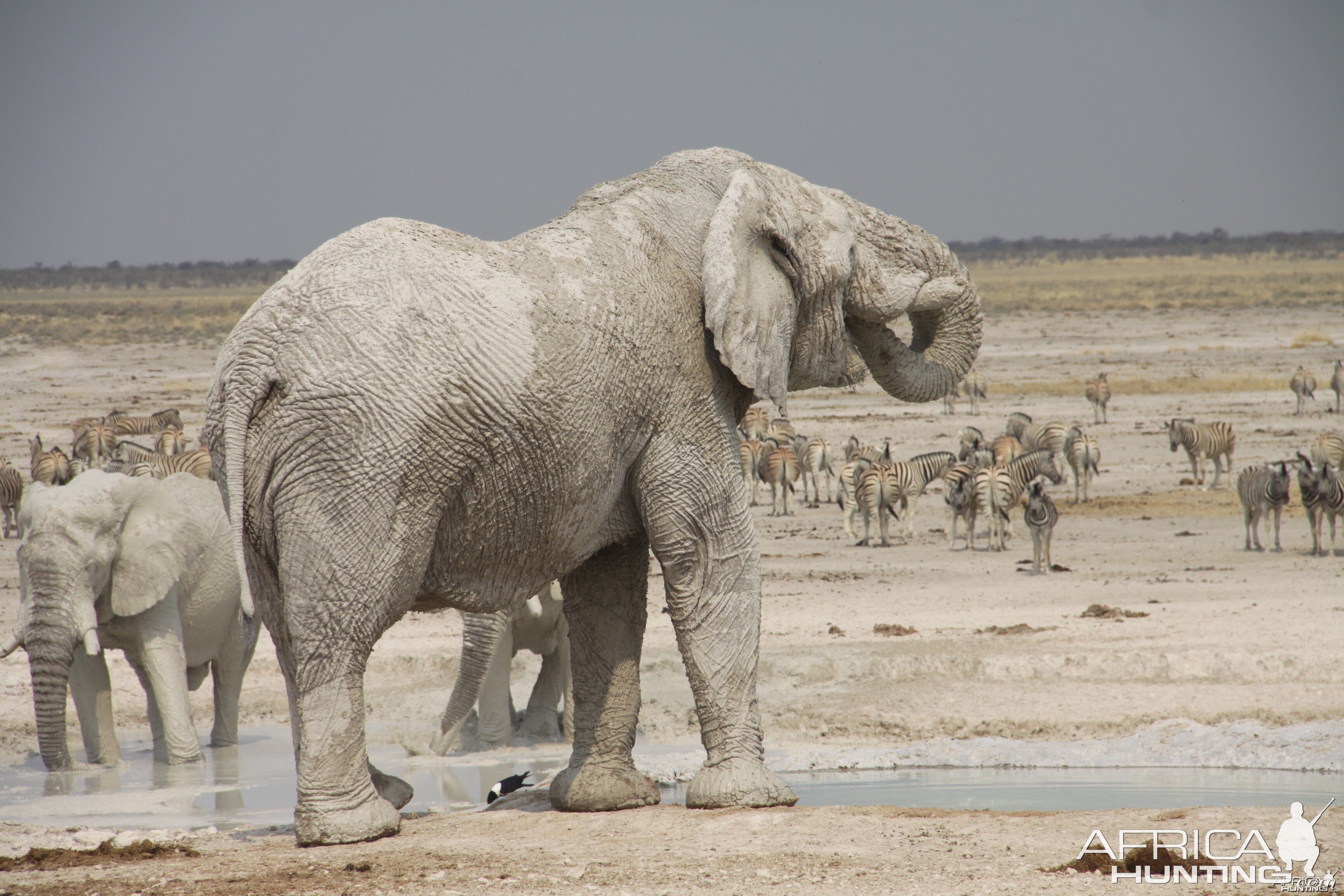 Elephant at Etosha National Park