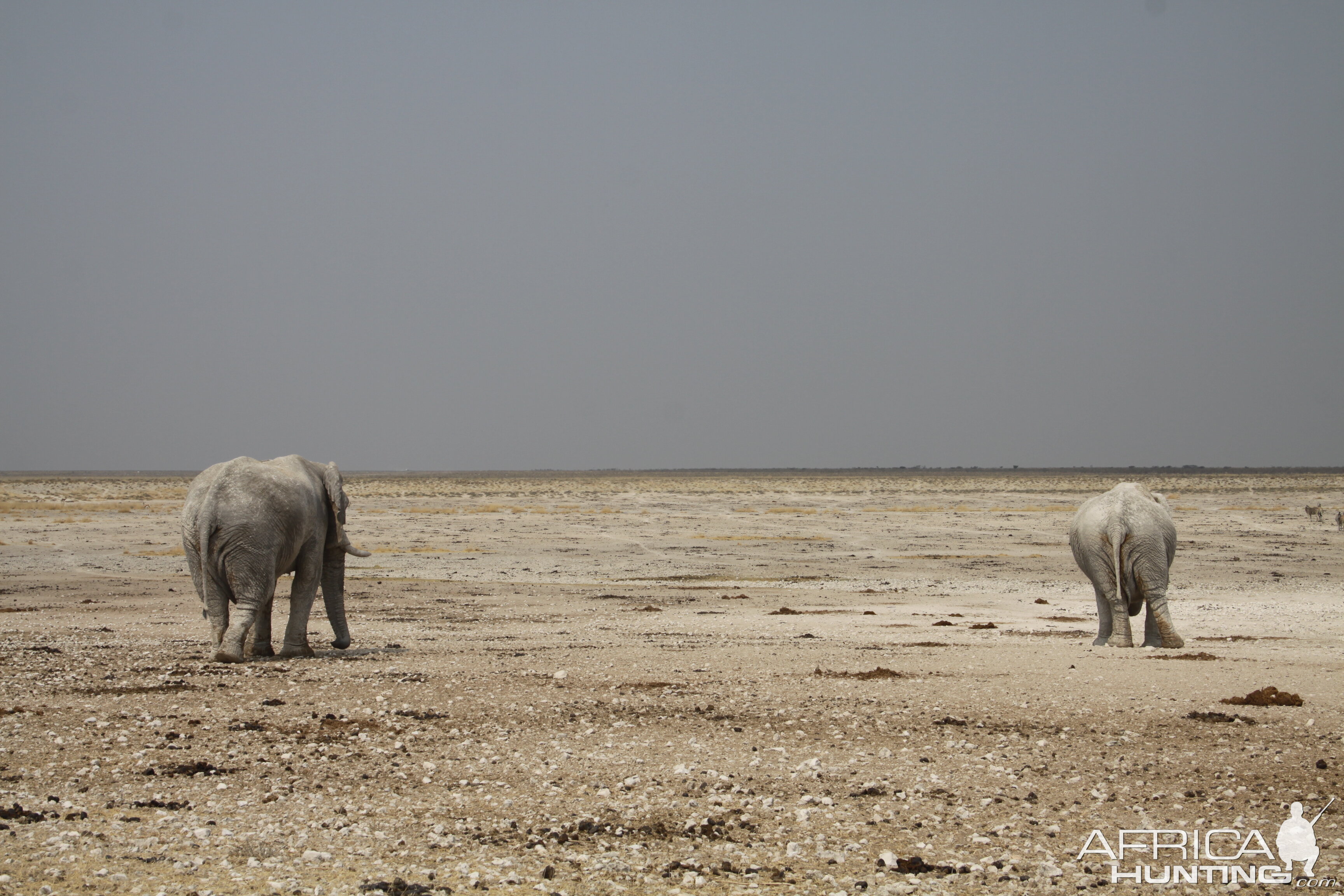 Elephant at Etosha National Park