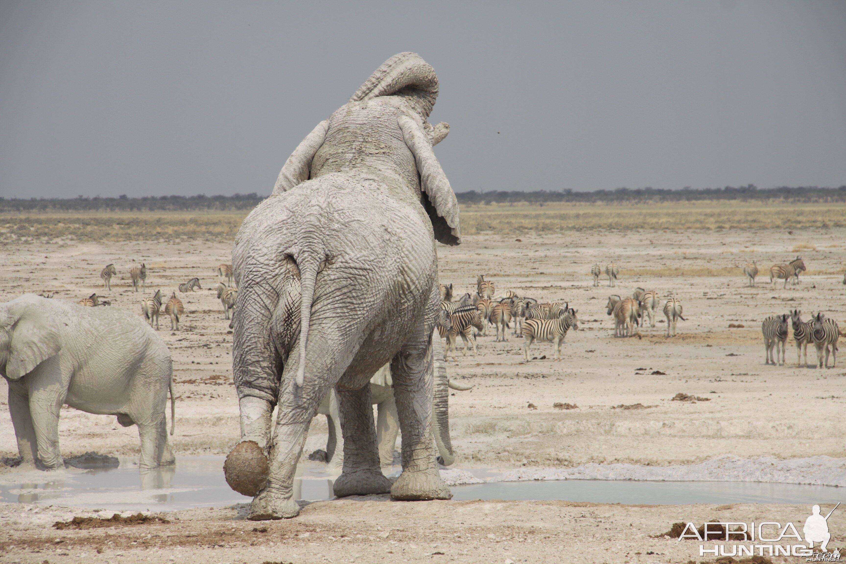 Elephant at Etosha National Park