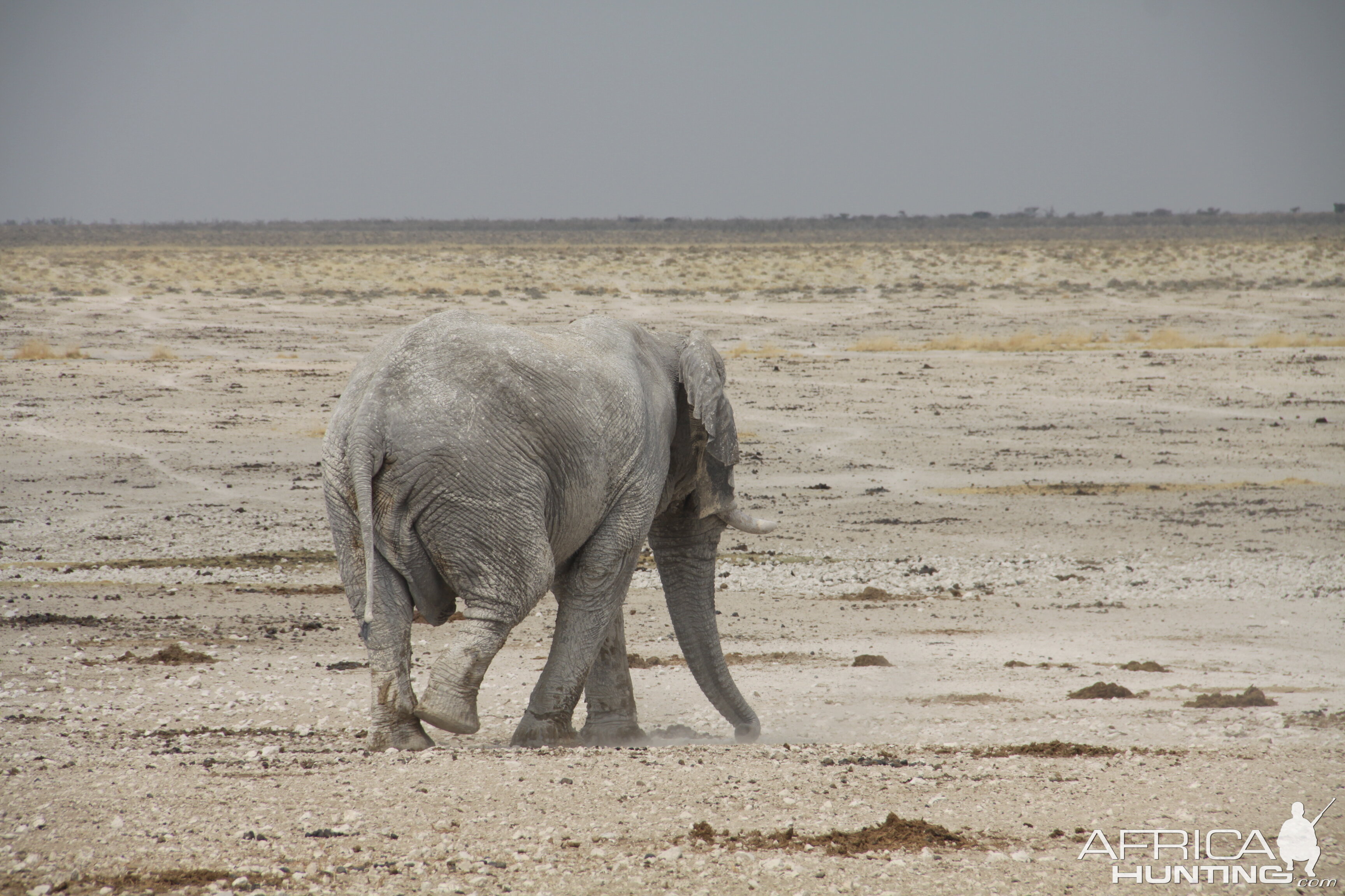 Elephant at Etosha National Park