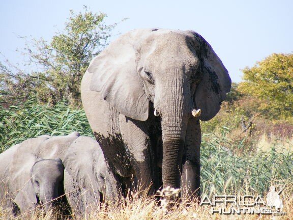 Elephant at Etosha