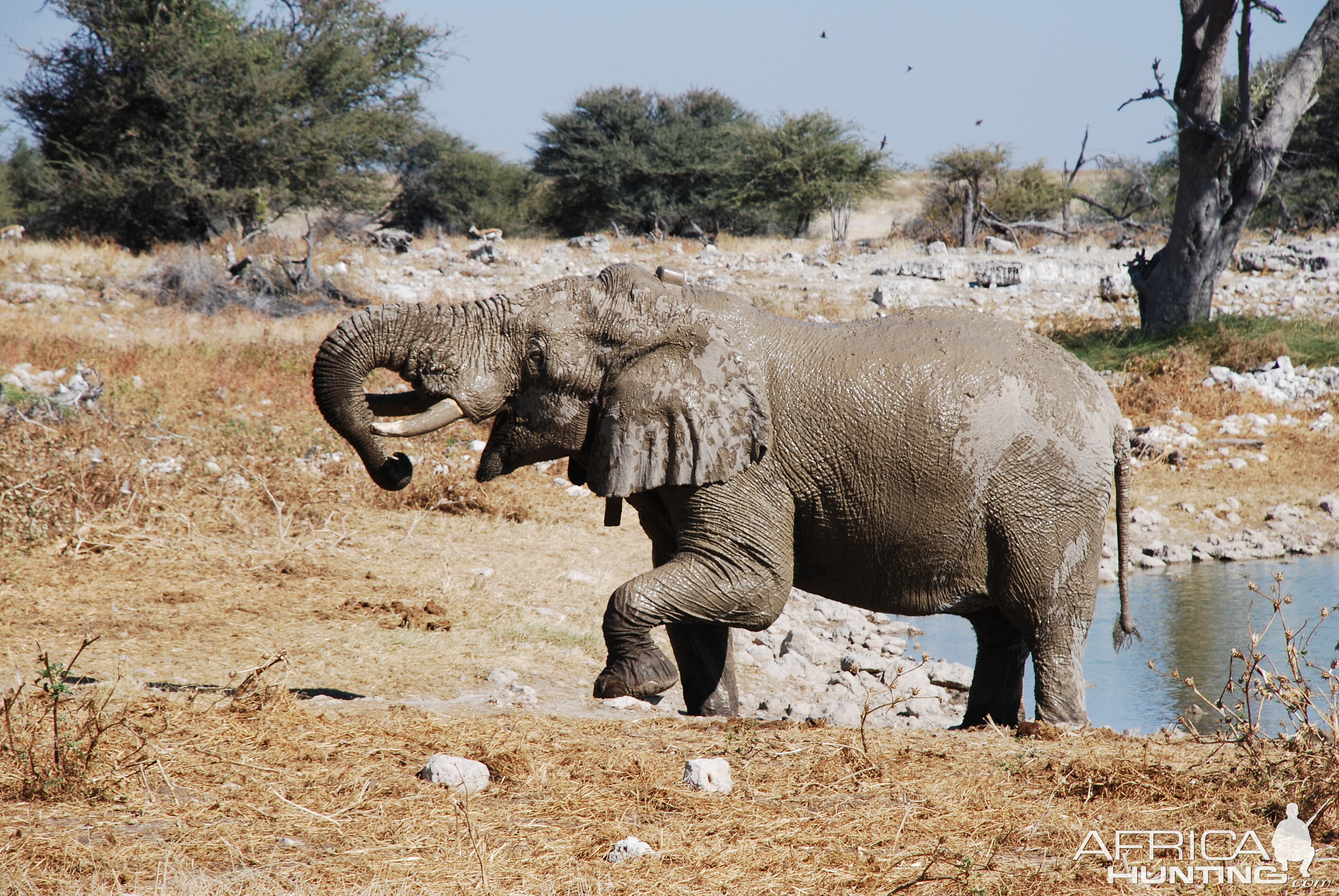 Elephant at Etosha