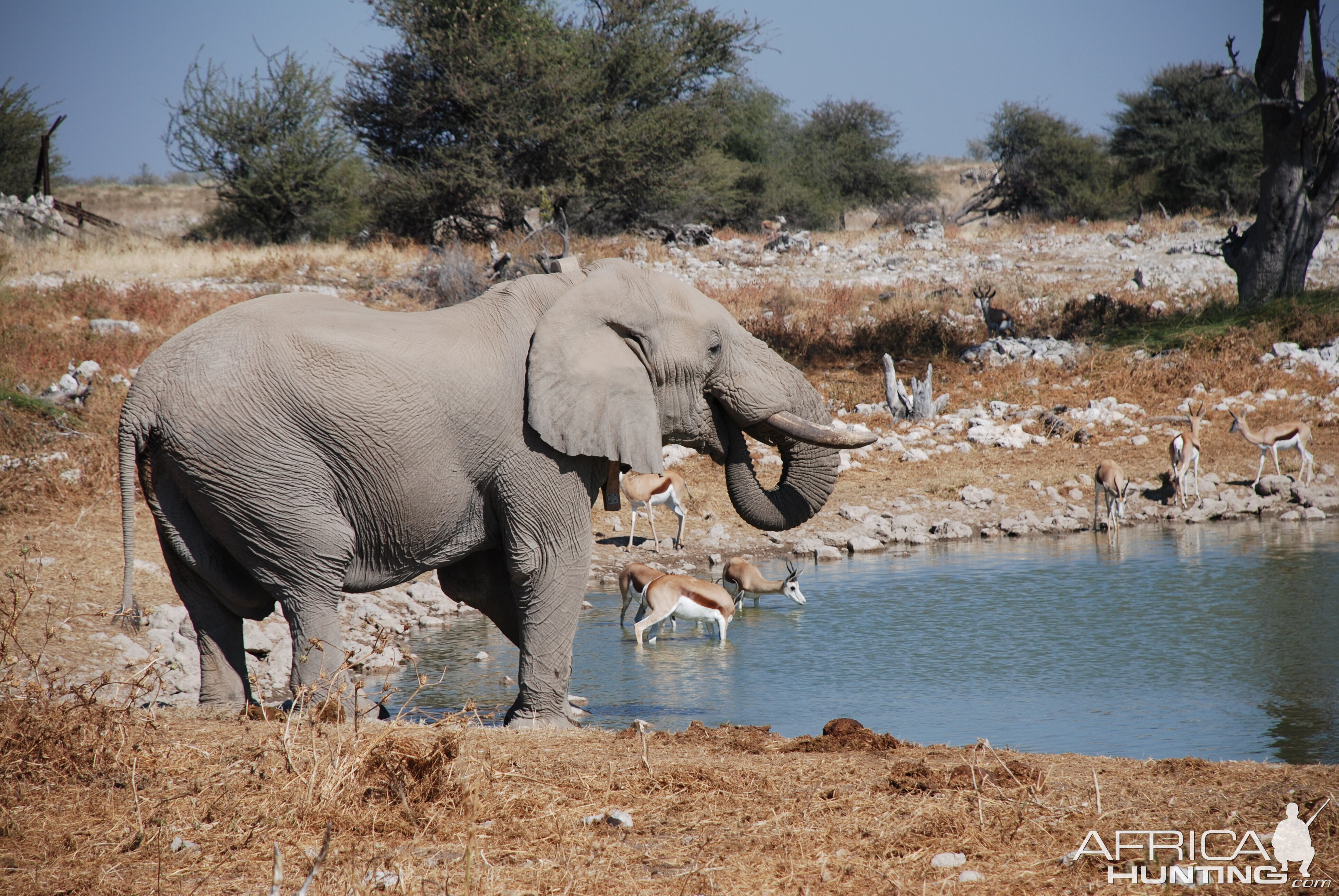 Elephant at Etosha