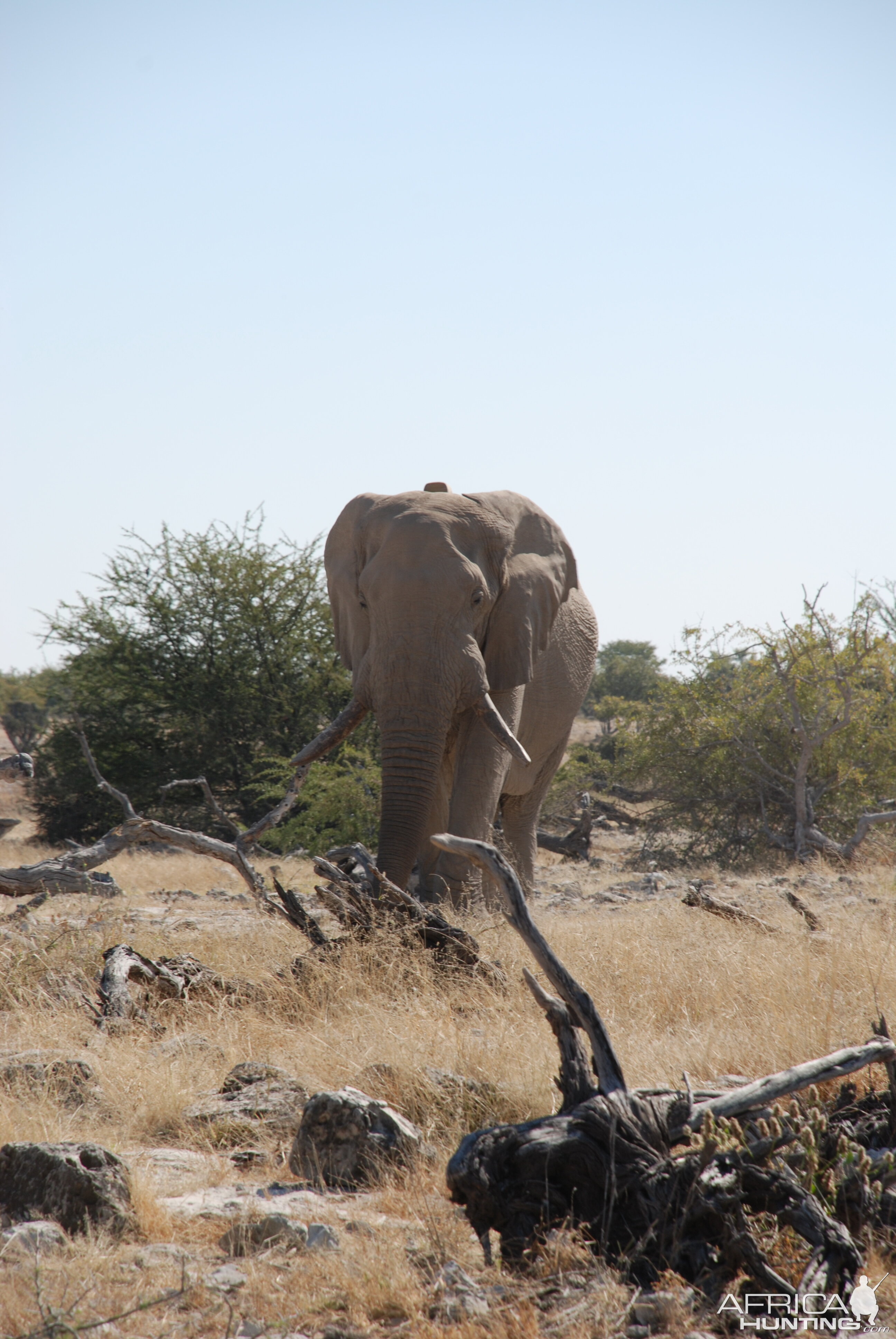 Elephant at Etosha