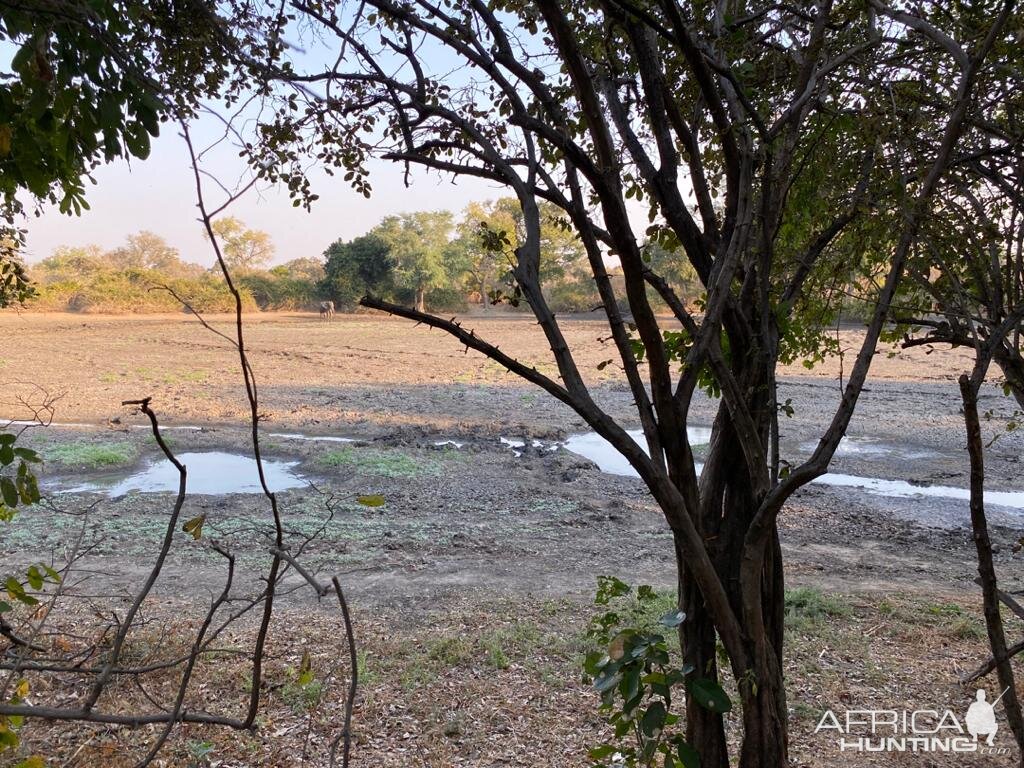 Elephant At Watering Hole Zimbabwe