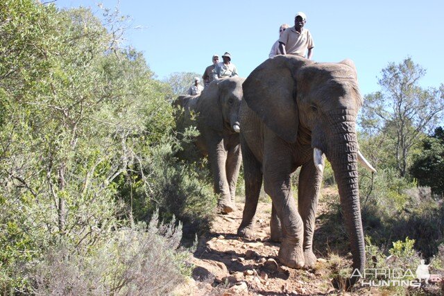 Elephant Back Safari with Ferdi Venter Hunting