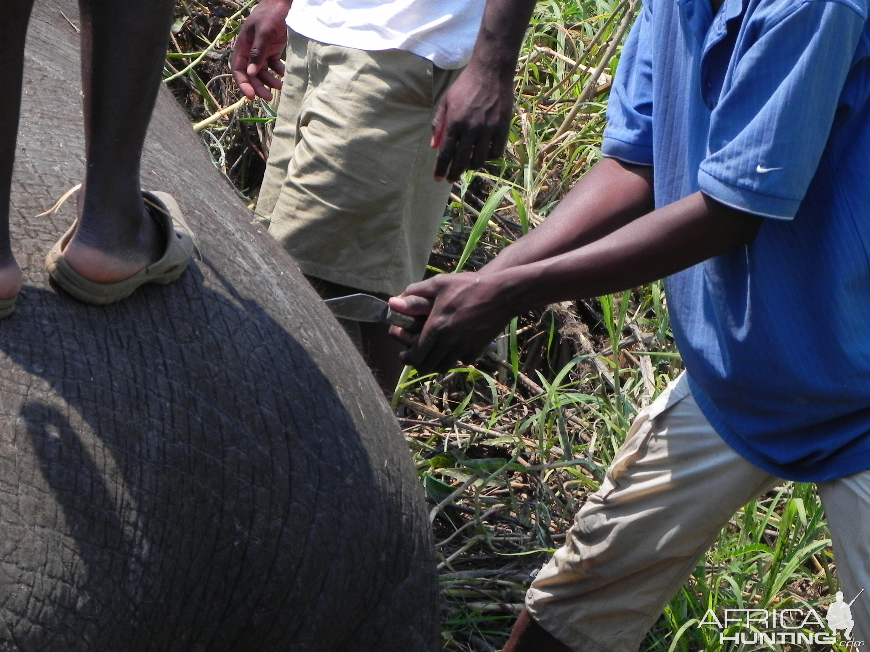 Elephant Being Slaughtered Caprivi Namibia