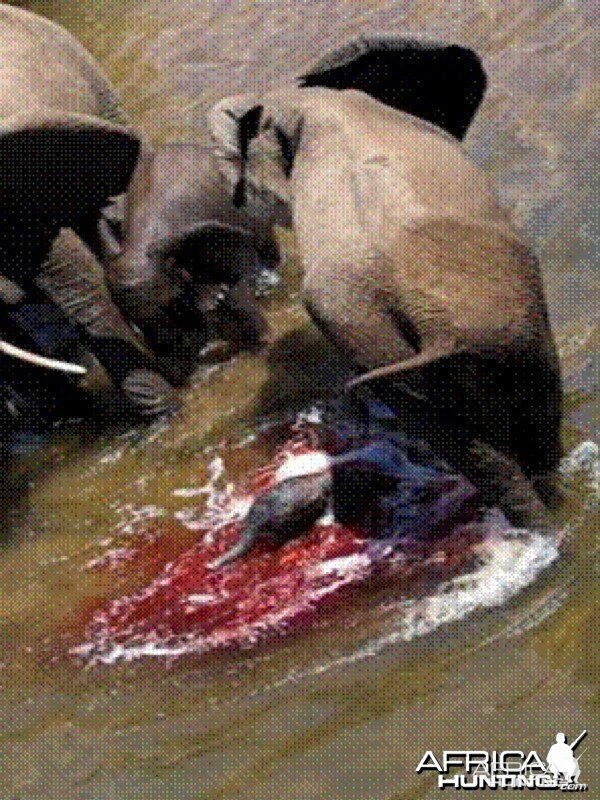 Elephant born in the river in Kruger National Park 2012!