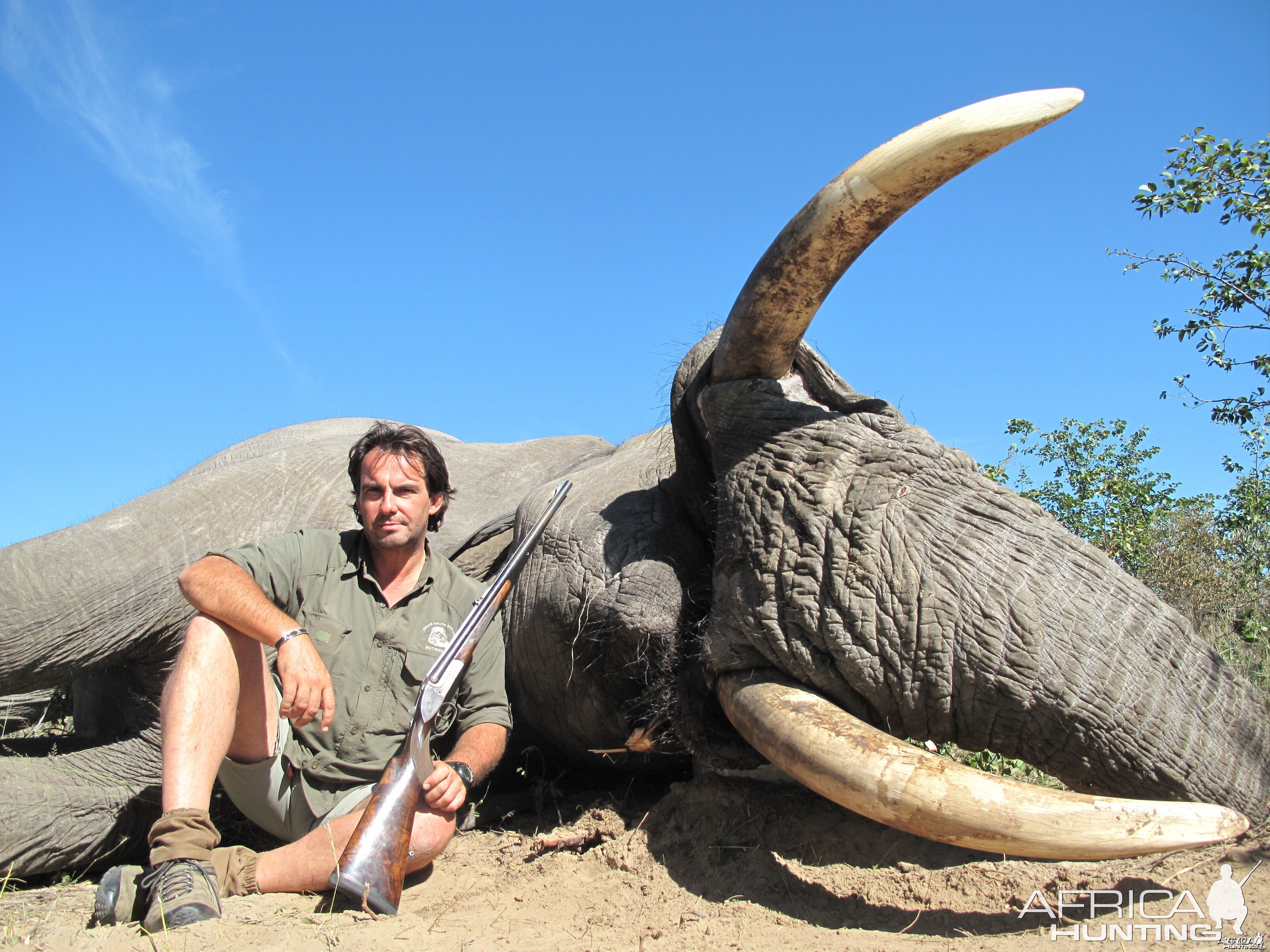 Elephant Botswana 2011  65 x 62 Pounds