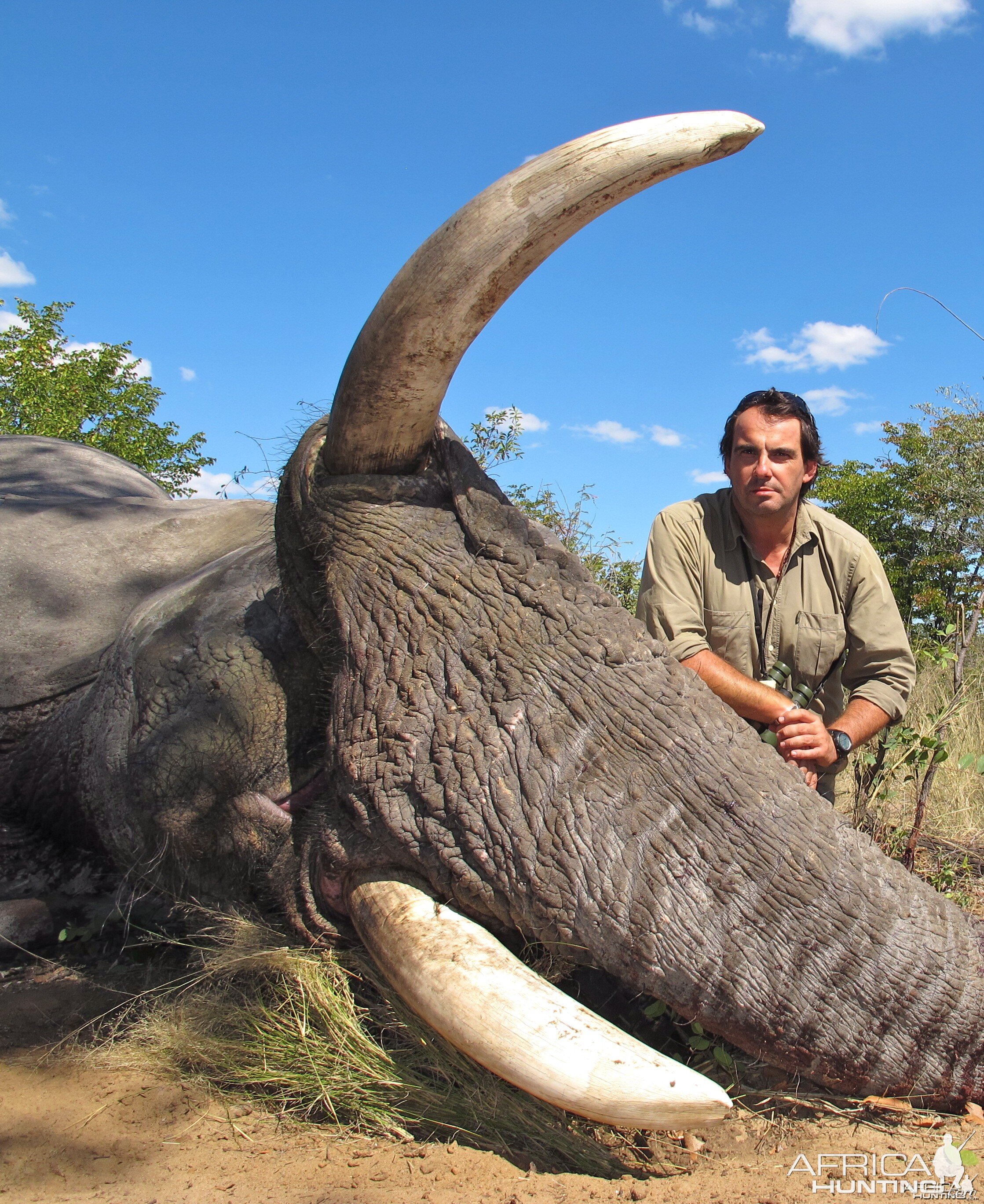 Elephant Botswana 2011 72x69