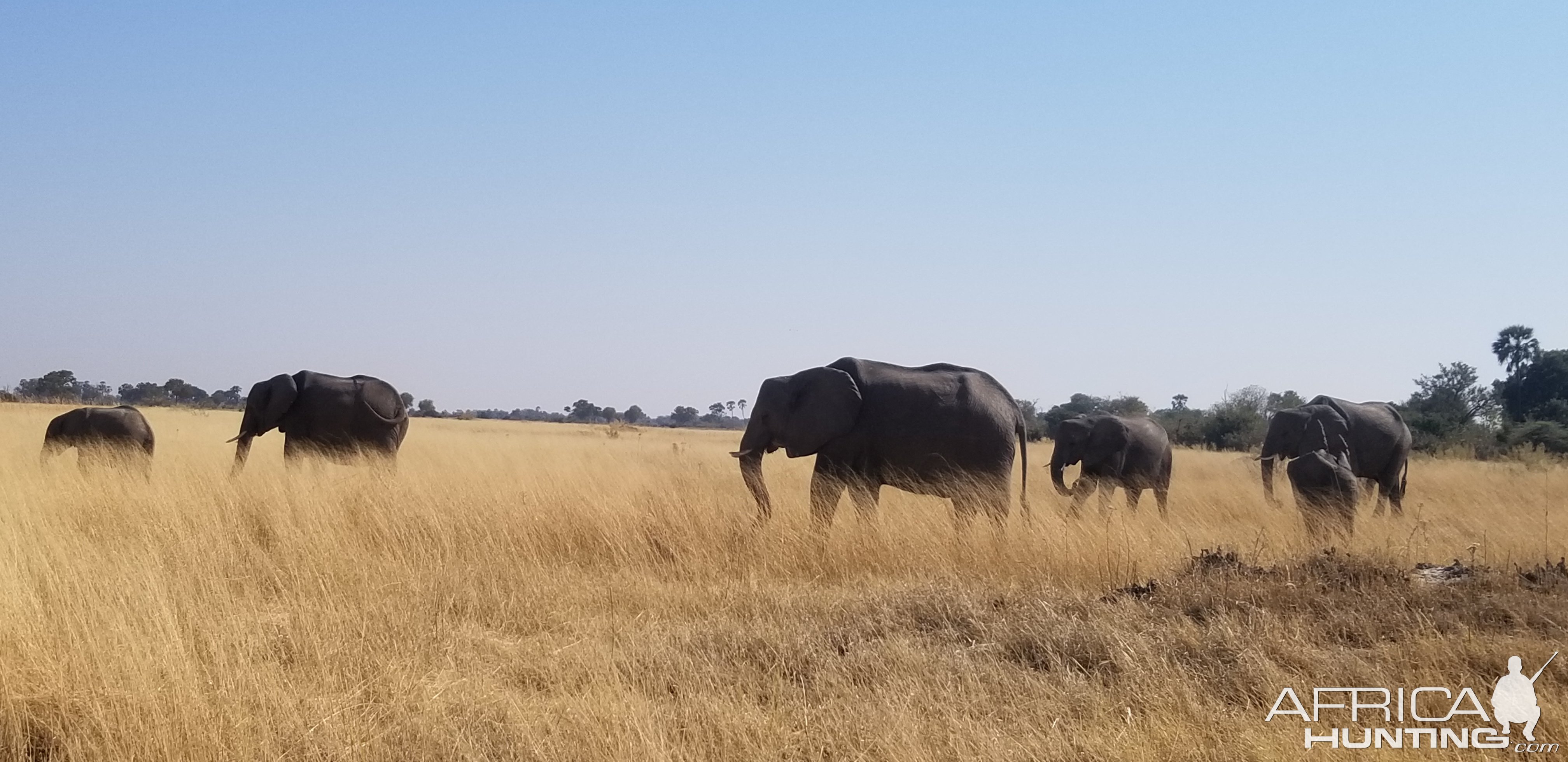 Elephant Botswana