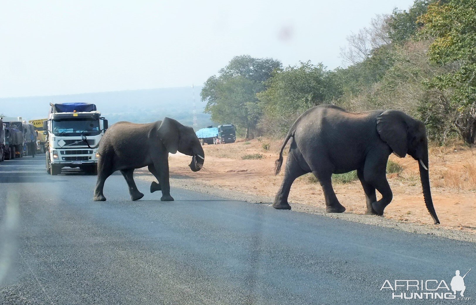 Elephant Botswana