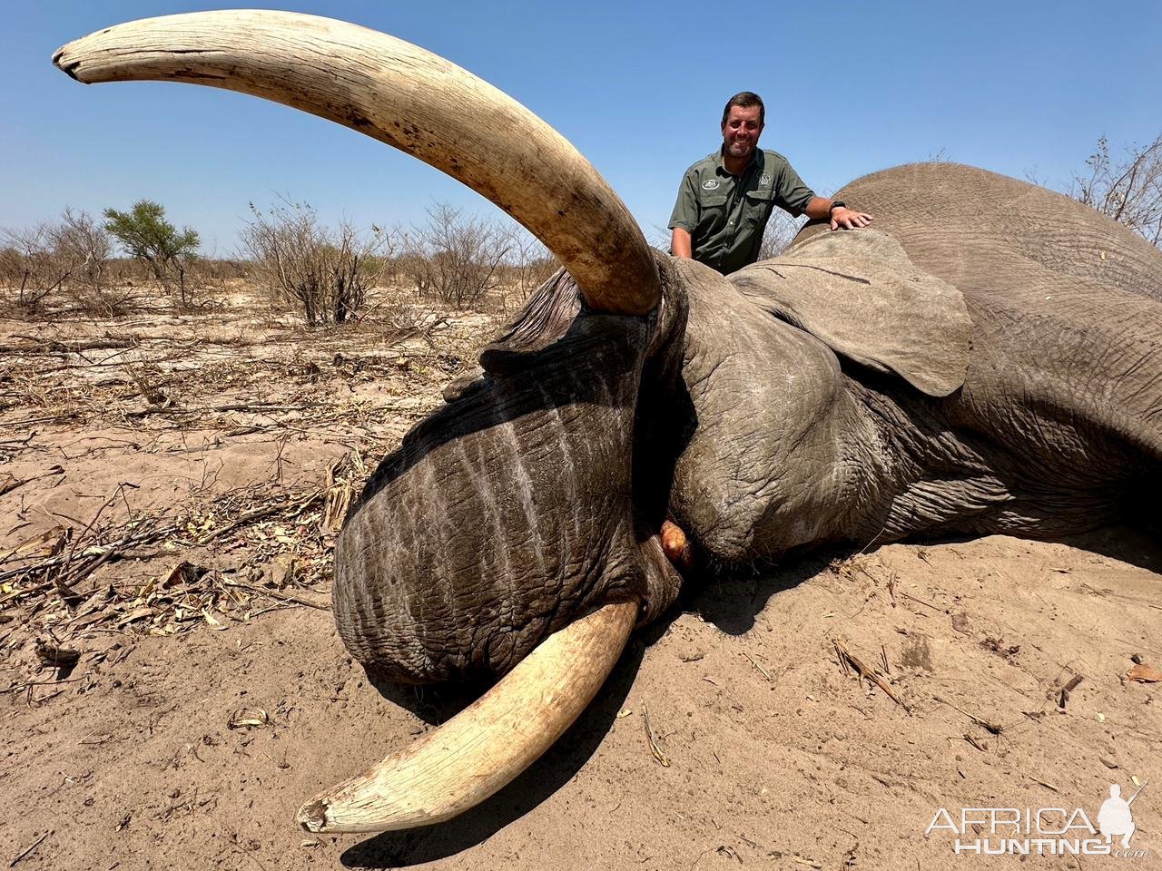 Elephant Bull Hunt Botswana