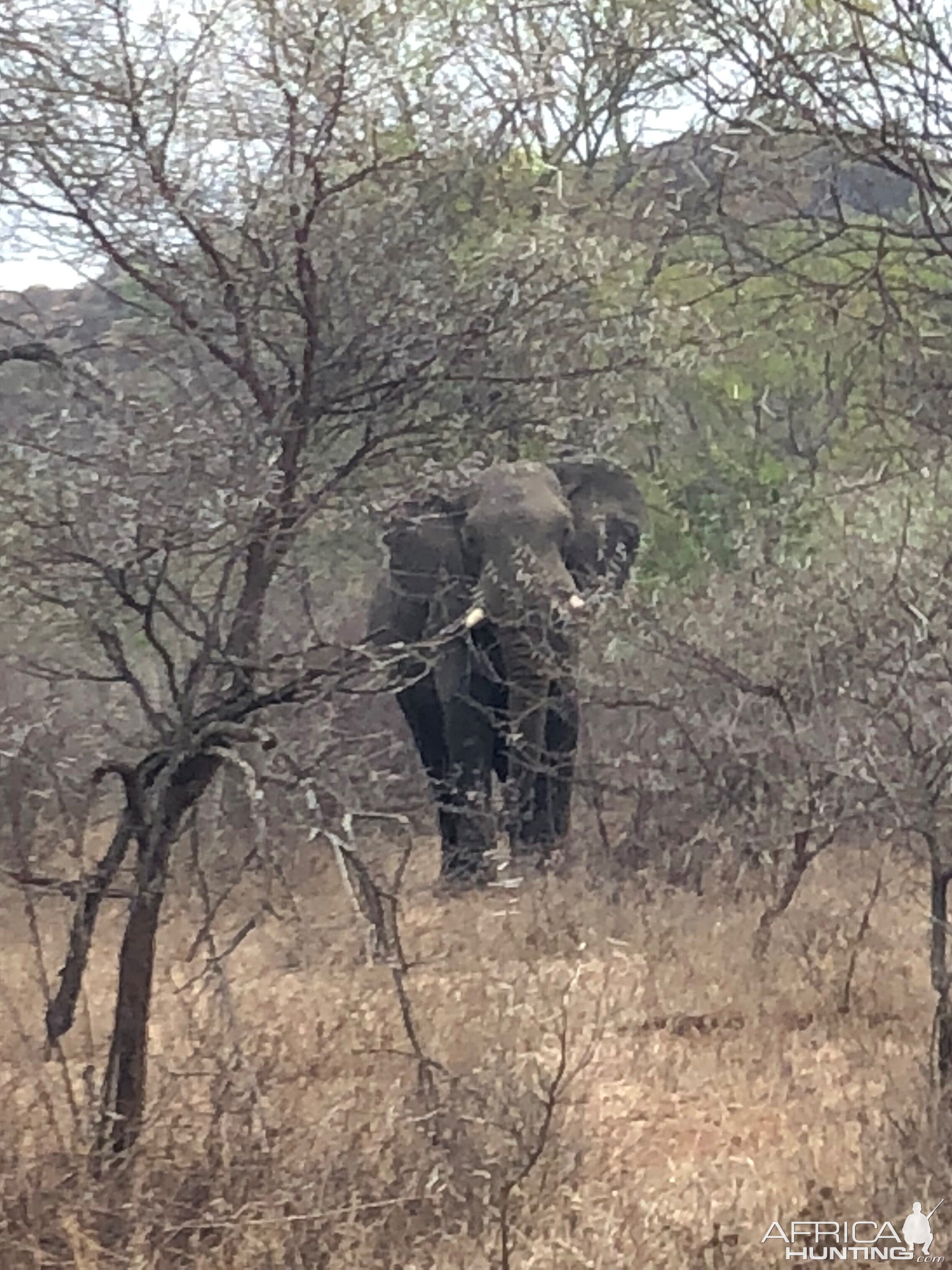 Elephant Bull Zimbabwe