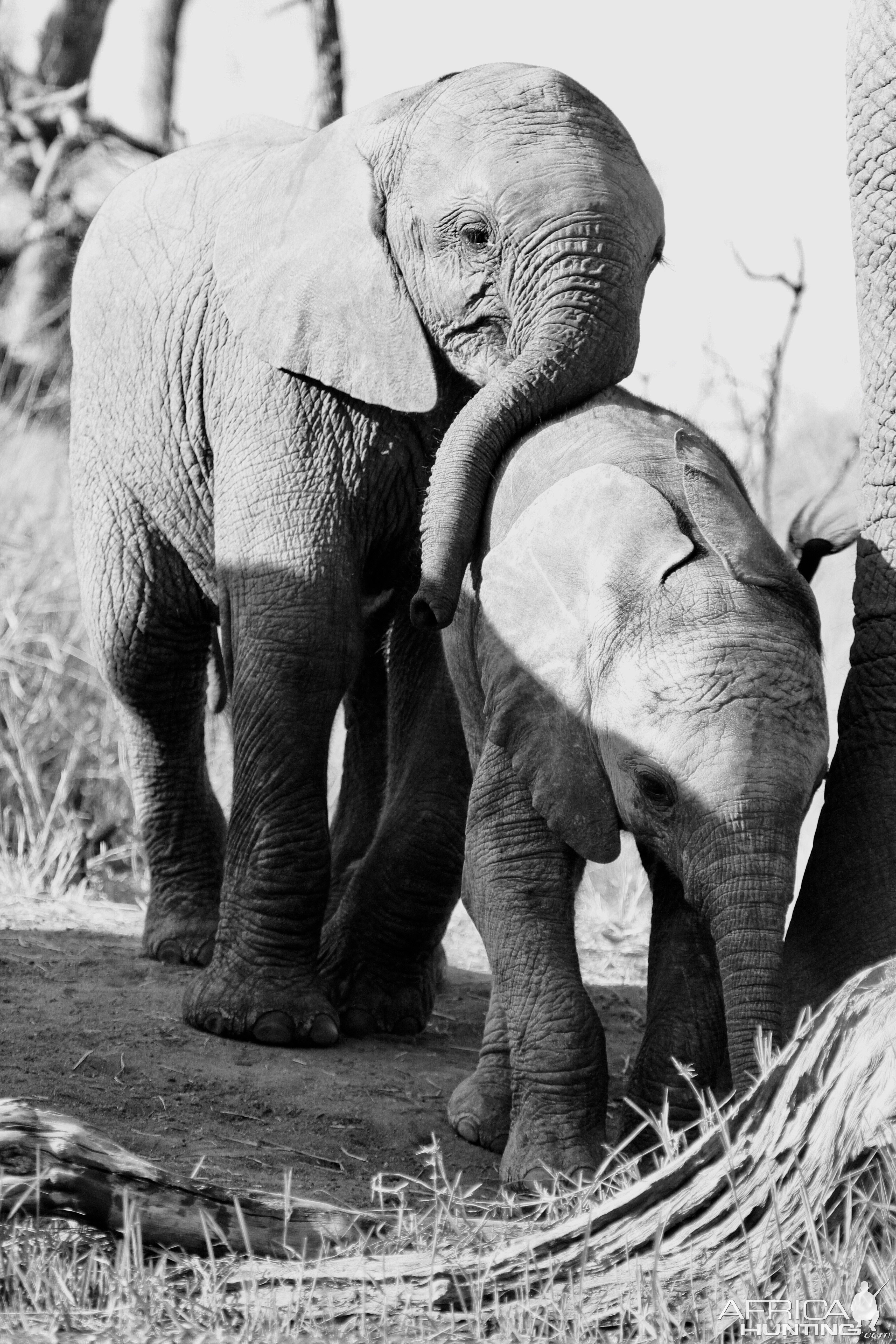 Elephant Calves South Africa