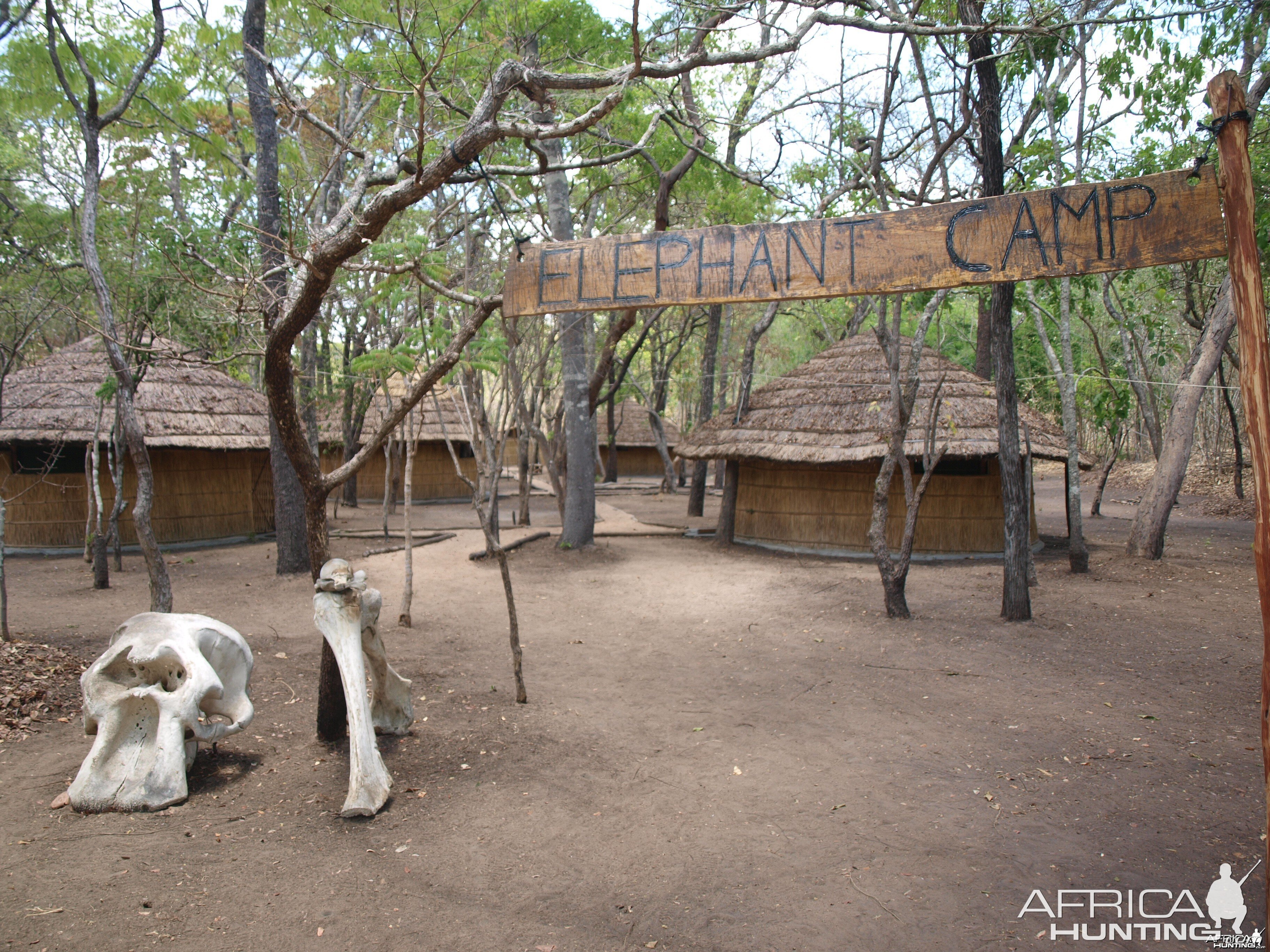 Elephant Camp. | AfricaHunting.com