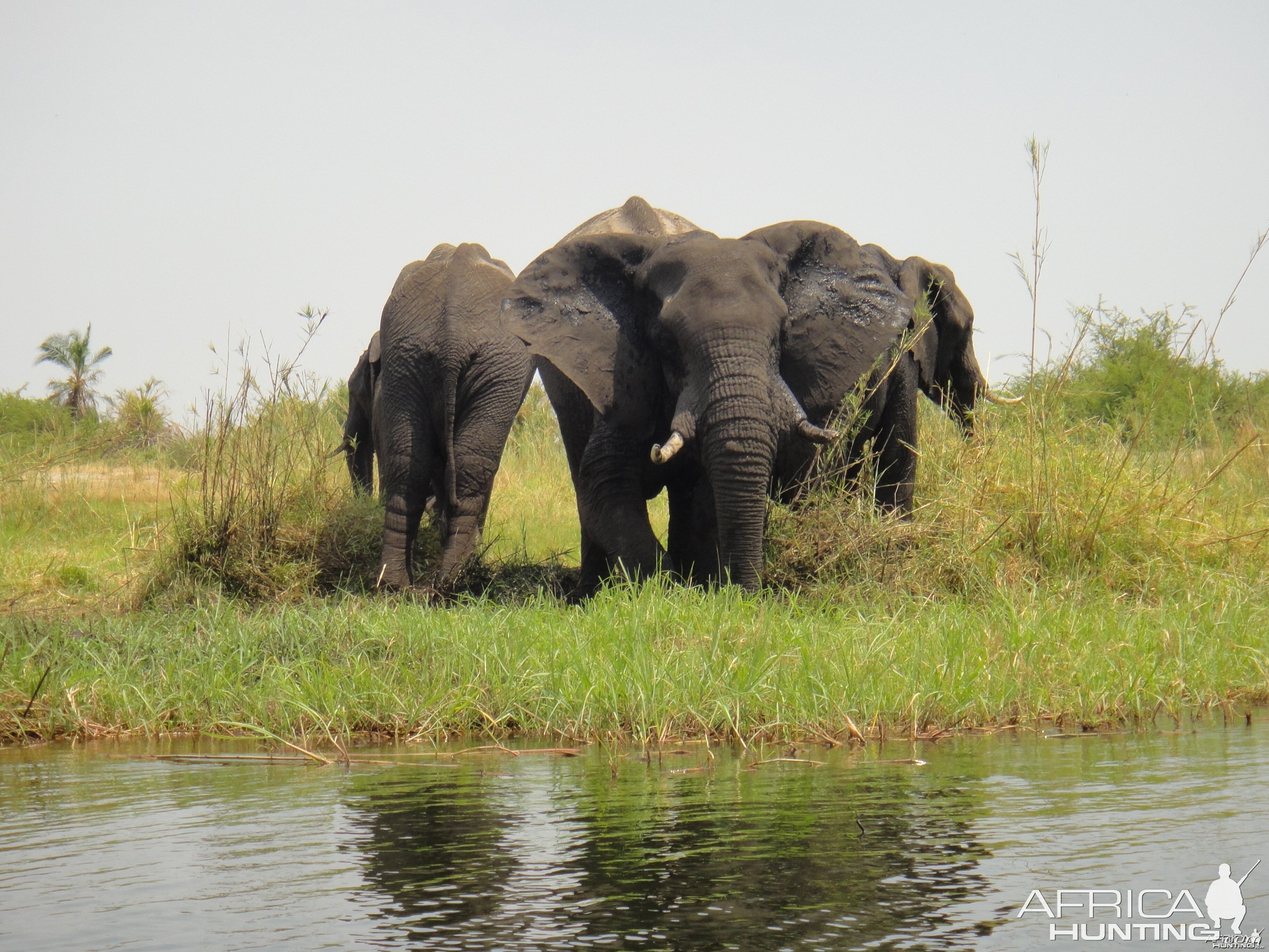 Elephant Caprivi Namibia