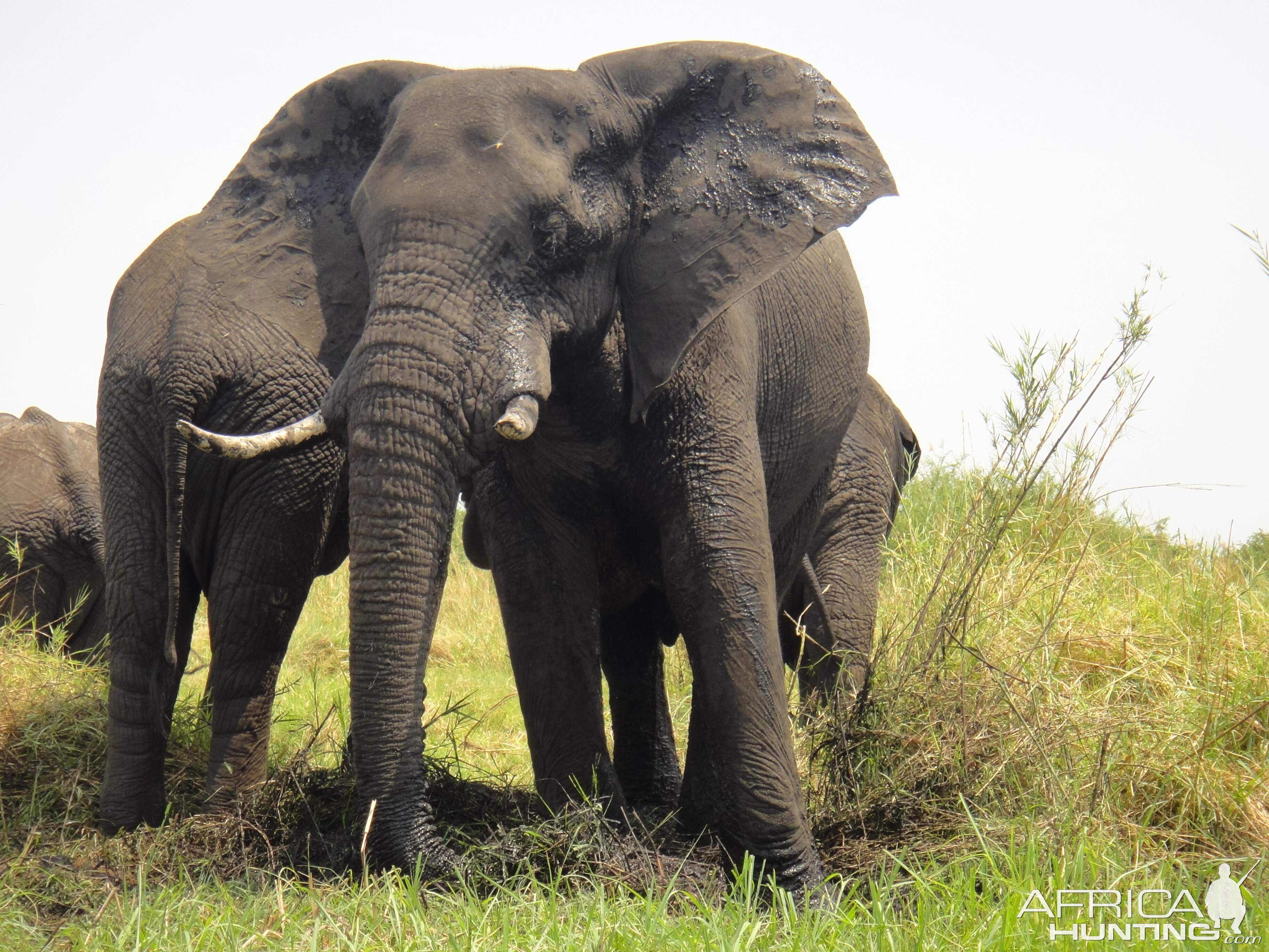 Elephant Caprivi Namibia