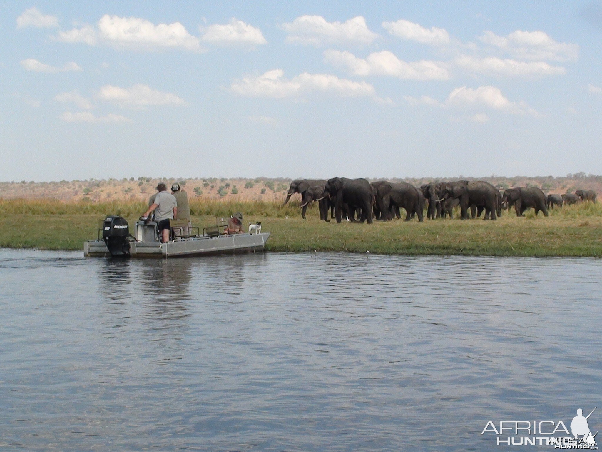 Elephant Caprivi Namibia