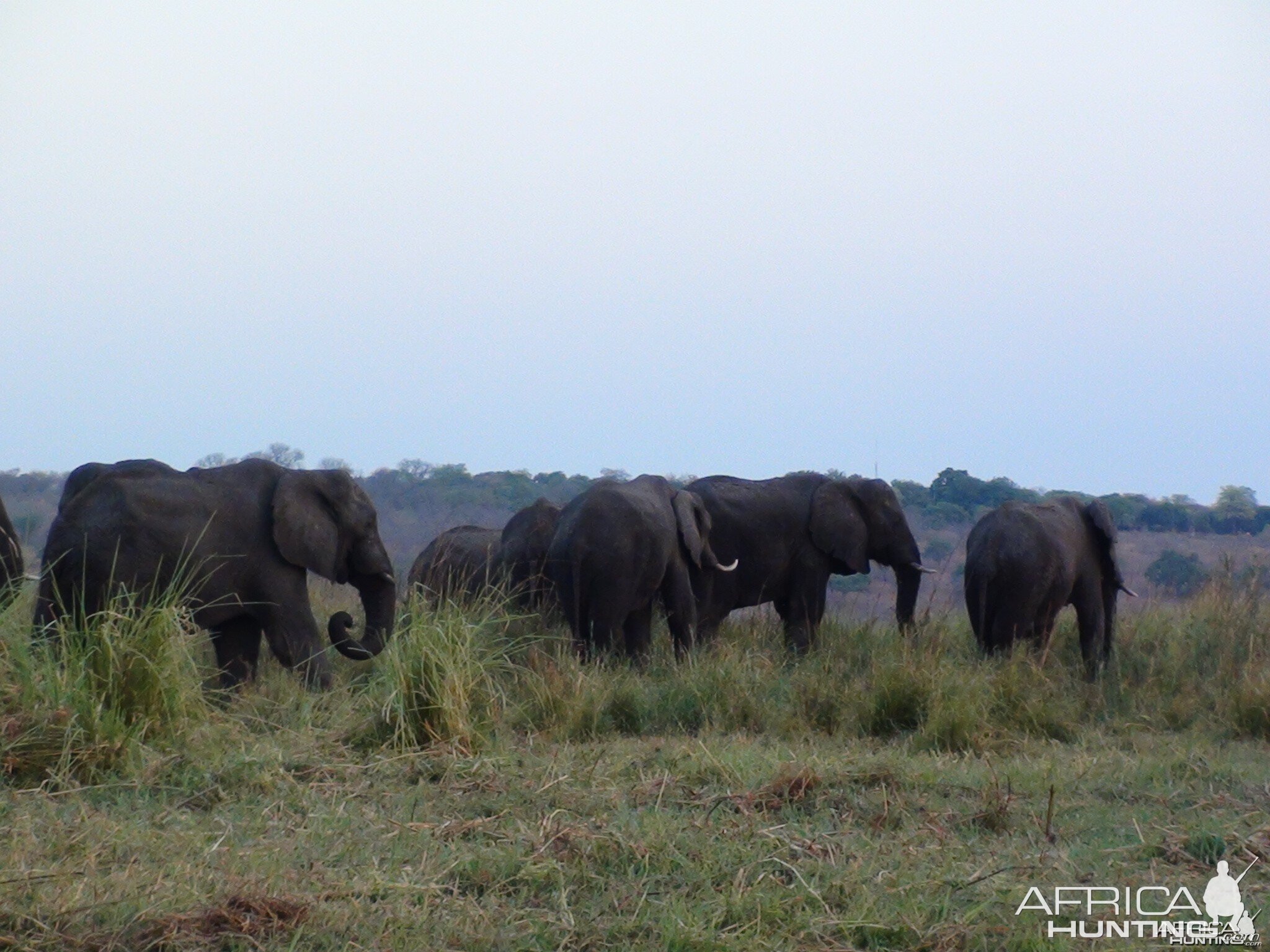 Elephant Caprivi Namibia