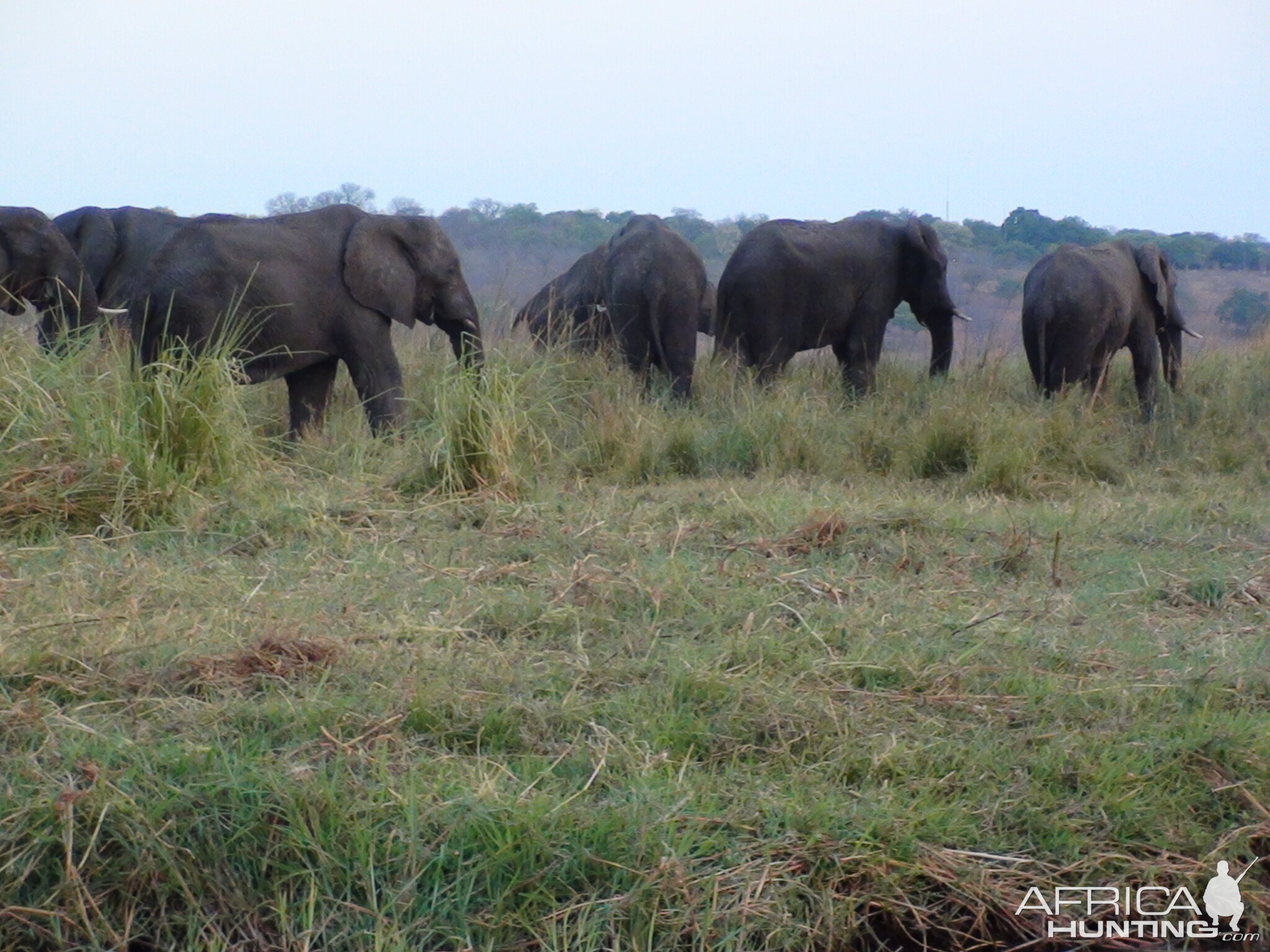 Elephant Caprivi Namibia