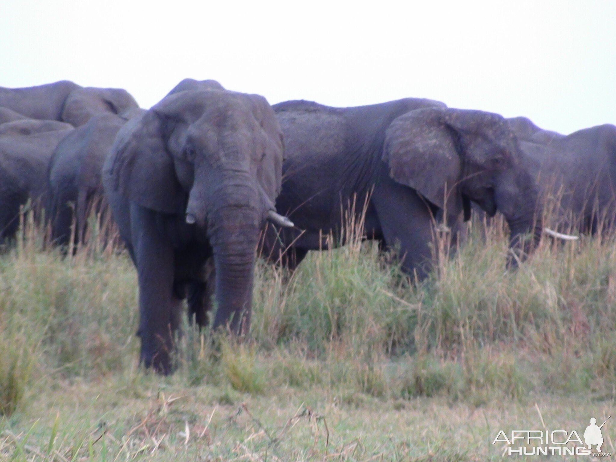 Elephant Caprivi Namibia