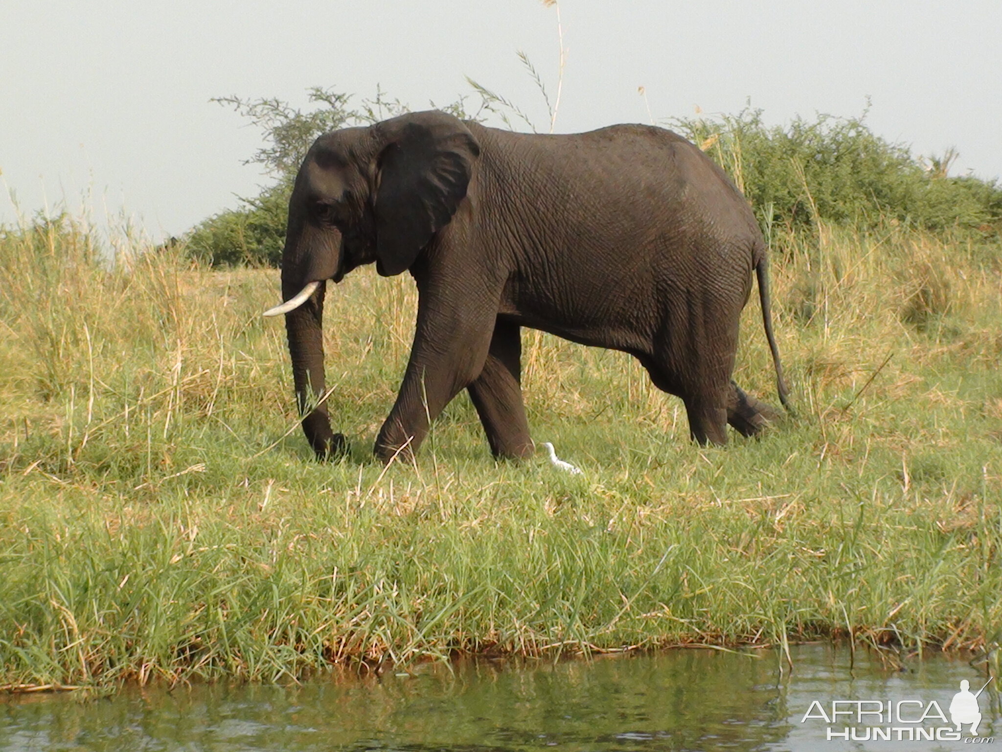 Elephant Caprivi Namibia