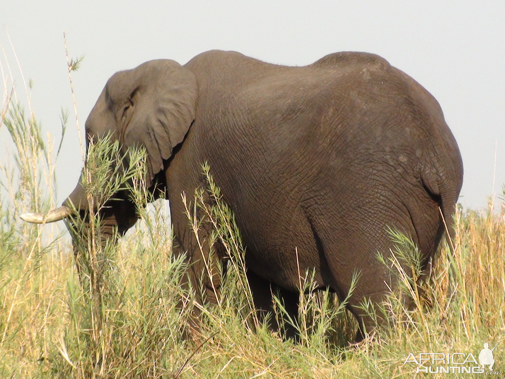 Elephant Caprivi Namibia