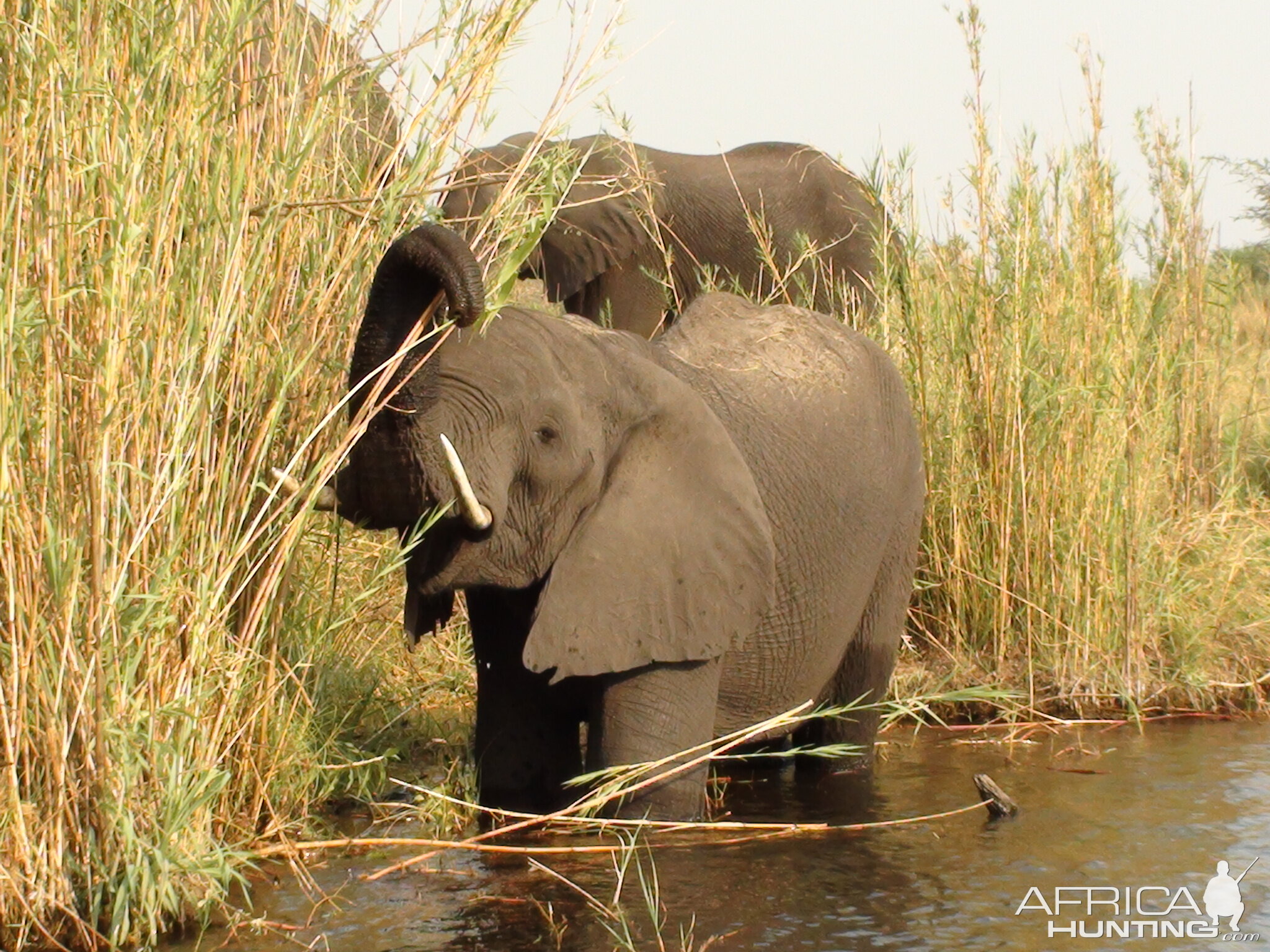 Elephant Caprivi Namibia