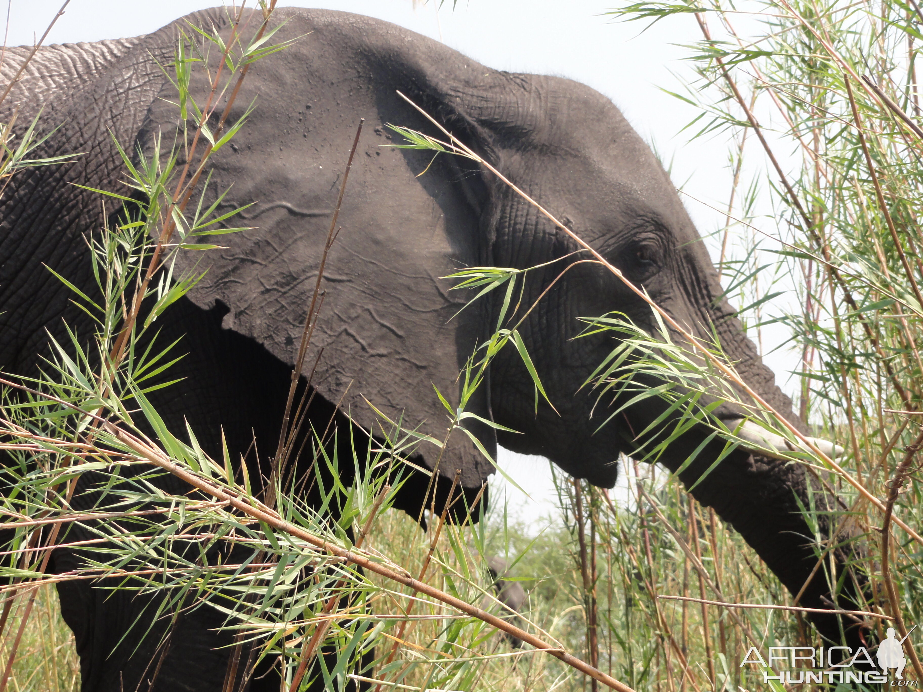 Elephant Caprivi Namibia