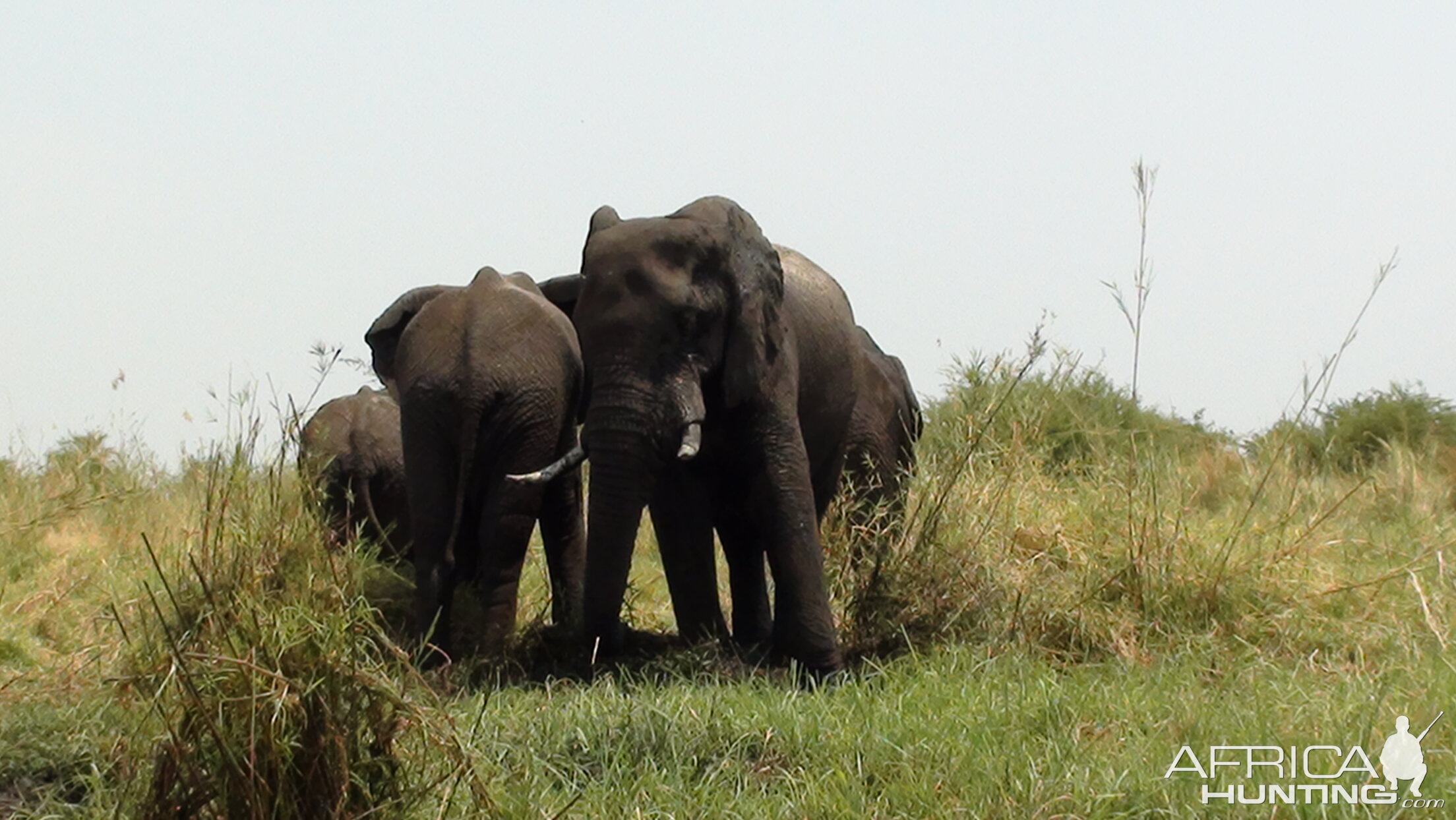 Elephant Caprivi Namibia