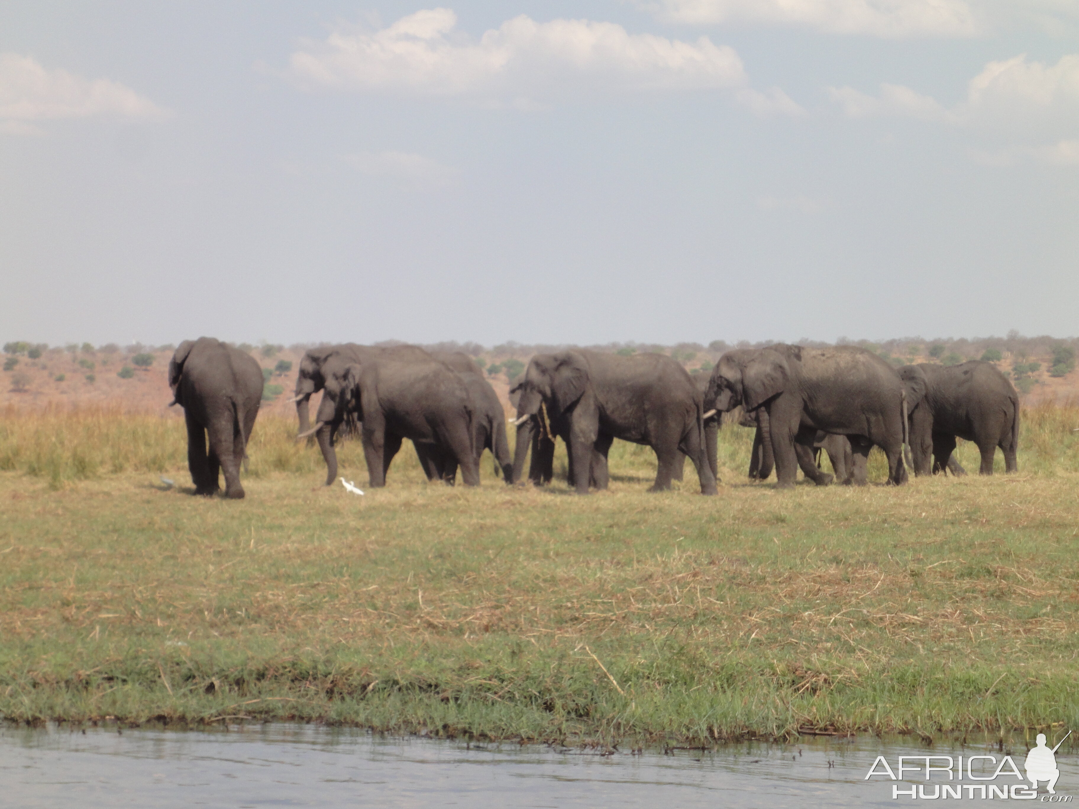 Elephant Caprivi Namibia