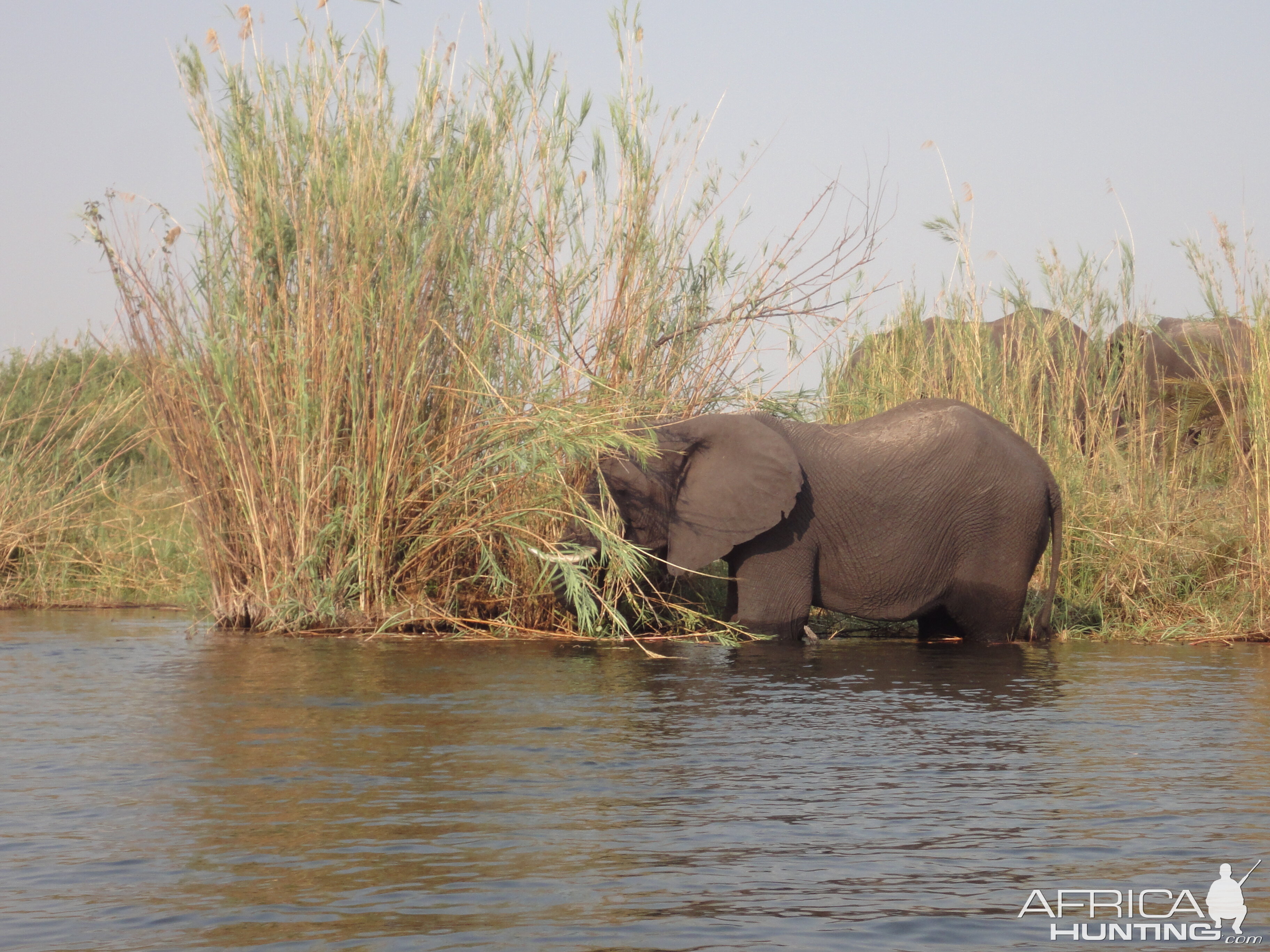 Elephant Caprivi Namibia