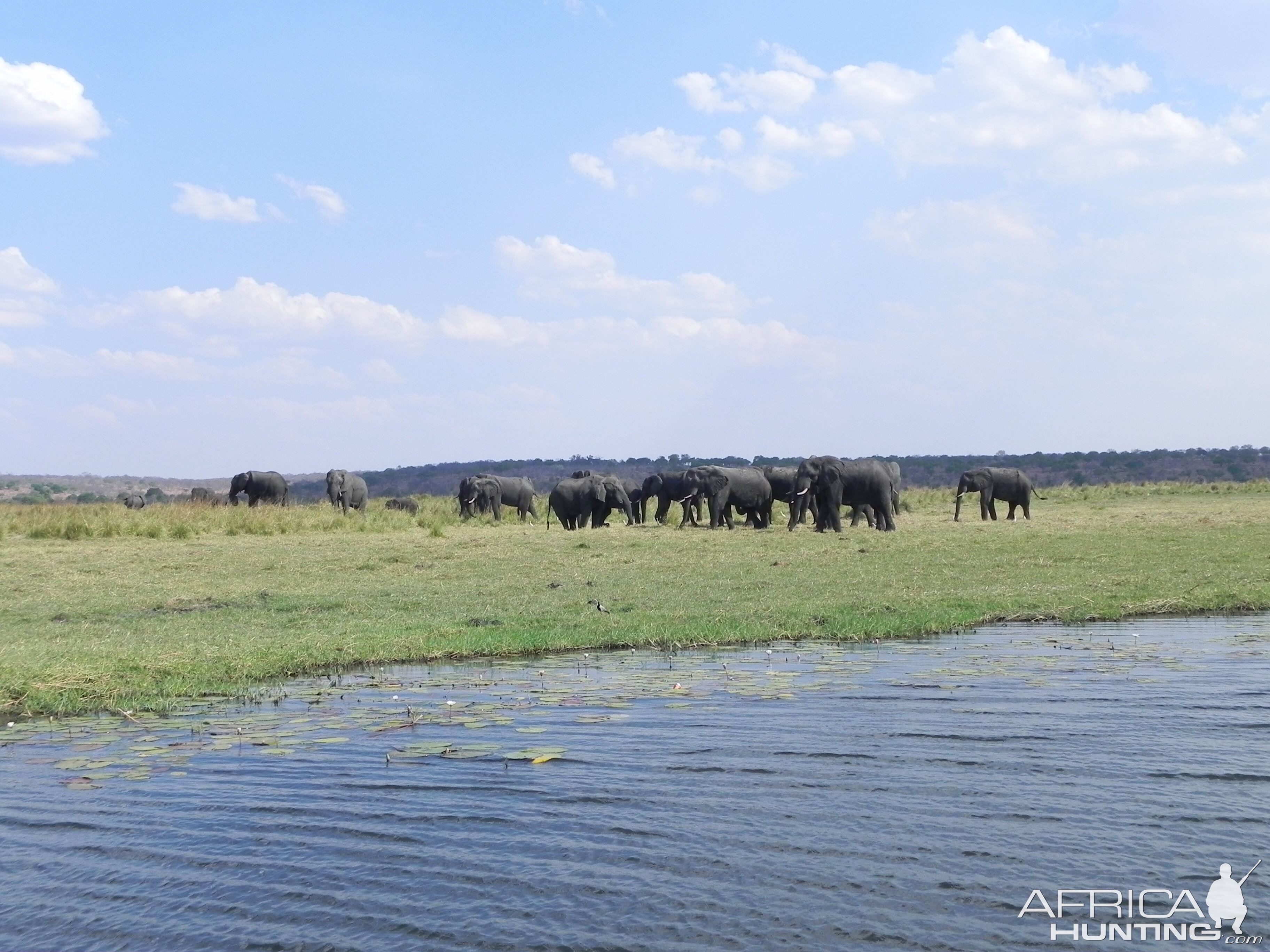 Elephant Caprivi Namibia