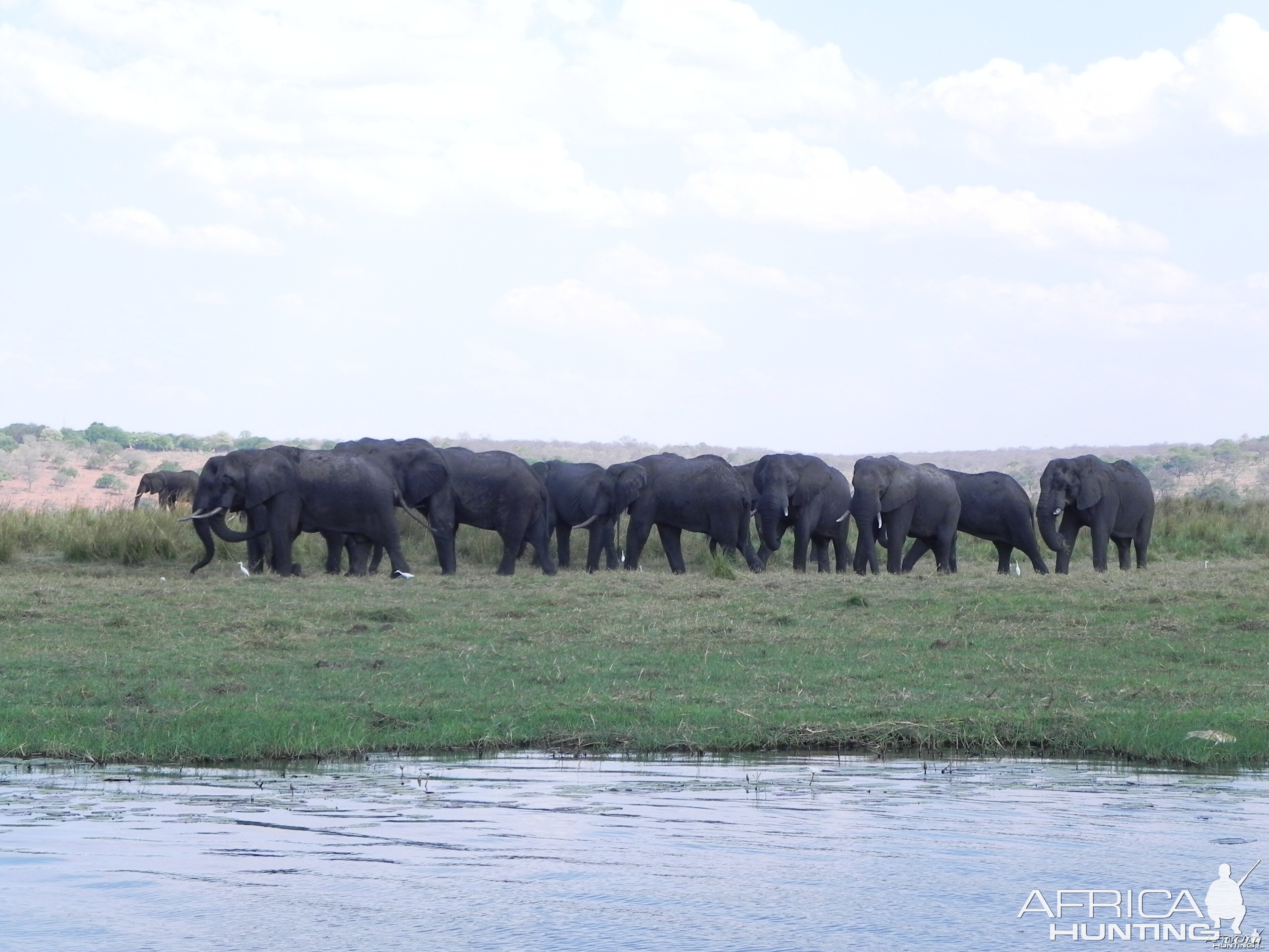 Elephant Caprivi Namibia