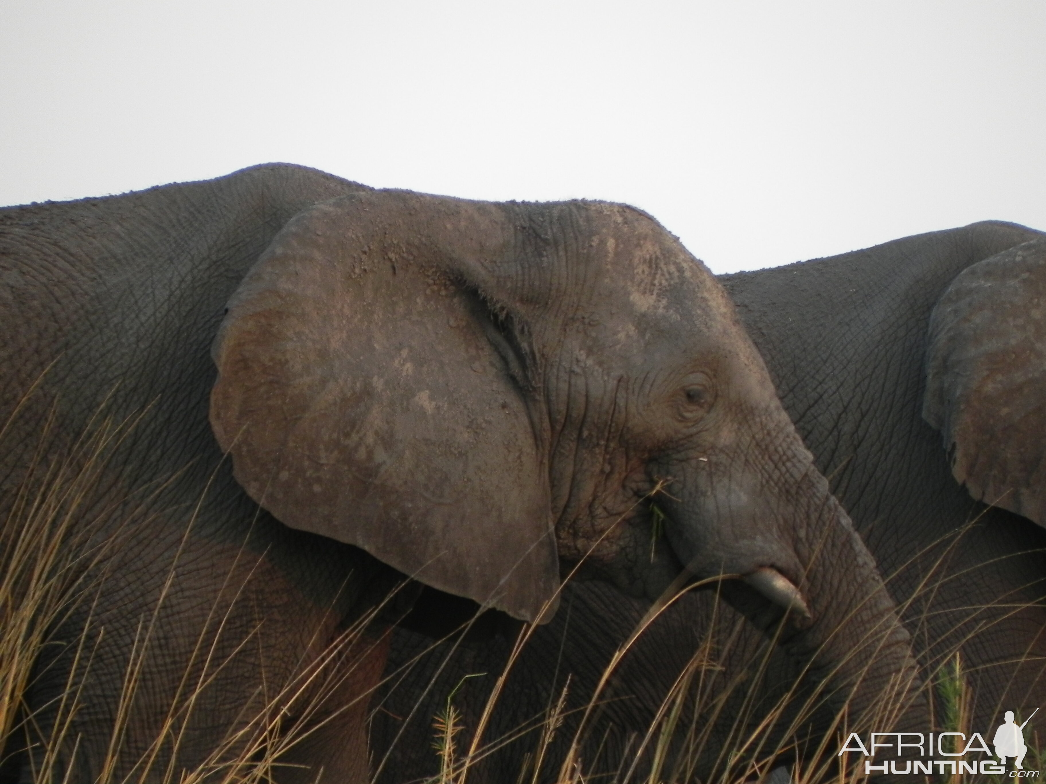 Elephant Caprivi Namibia