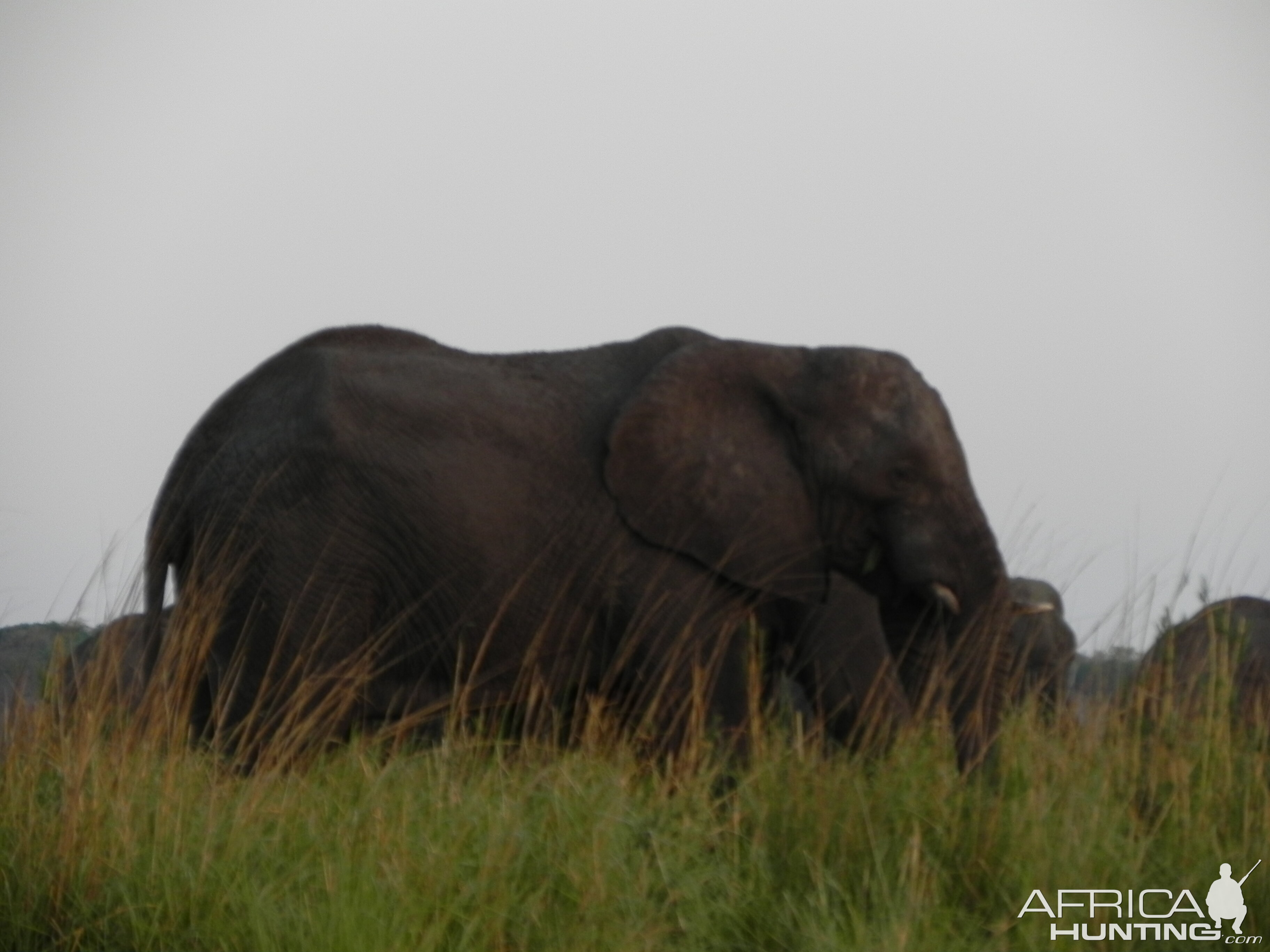 Elephant Caprivi Namibia