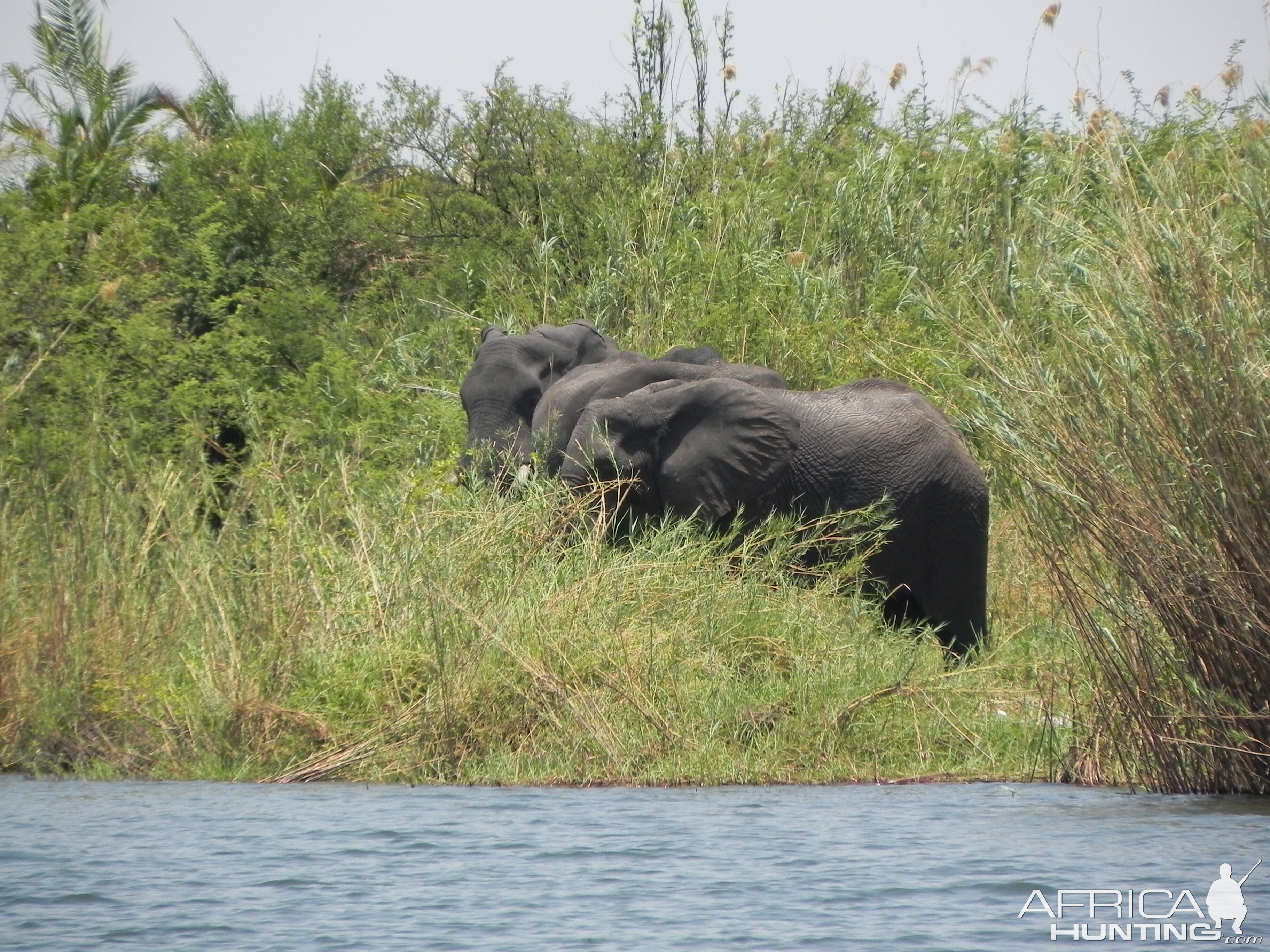 Elephant Caprivi Namibia